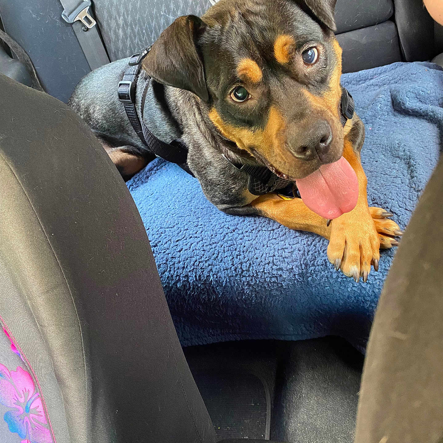 Cucumber joined the competition — help win amazing prizes! animal, backseat, black_coat, blue_blanket, canine, car_interior, closeup, comfort, dog, domestic_animal, happy, leather_seat, pet, playful, relaxed, resting, seat, seatbelt, tan_coat, tongue_out
