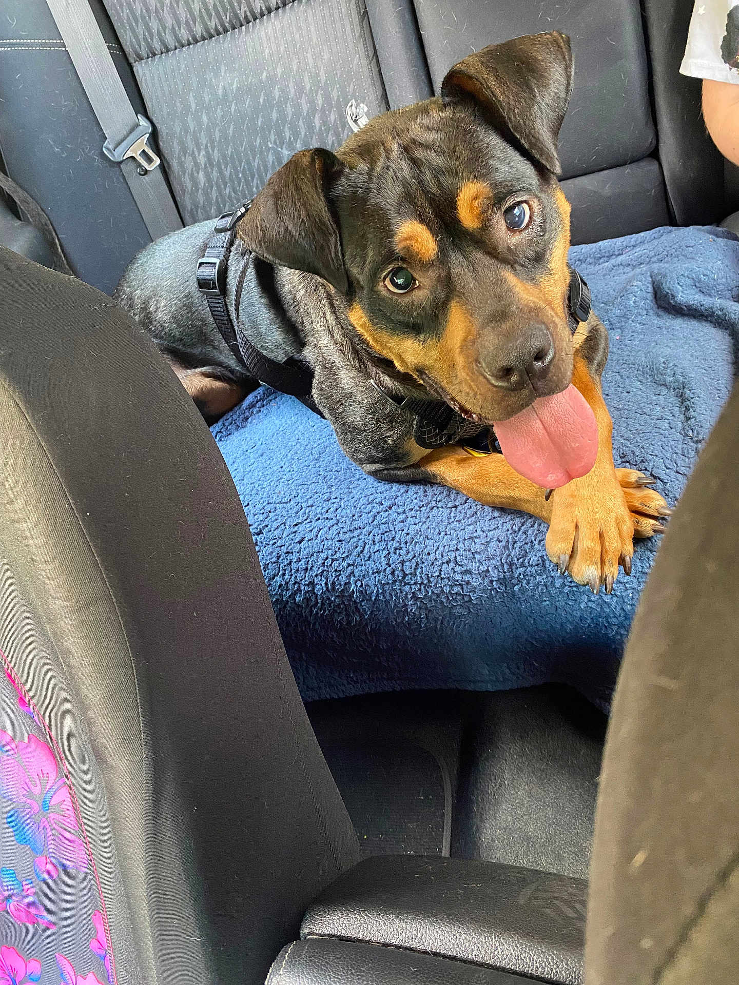 Cucumber joined the competition — help win amazing prizes! dog, pet, car_interior, blue_blanket, seatbelt, black_coat, tan_coat, tongue_out, happy, canine, resting, backseat, leather_seat, comfort, domestic_animal, playful, closeup, animal, seat, relaxed