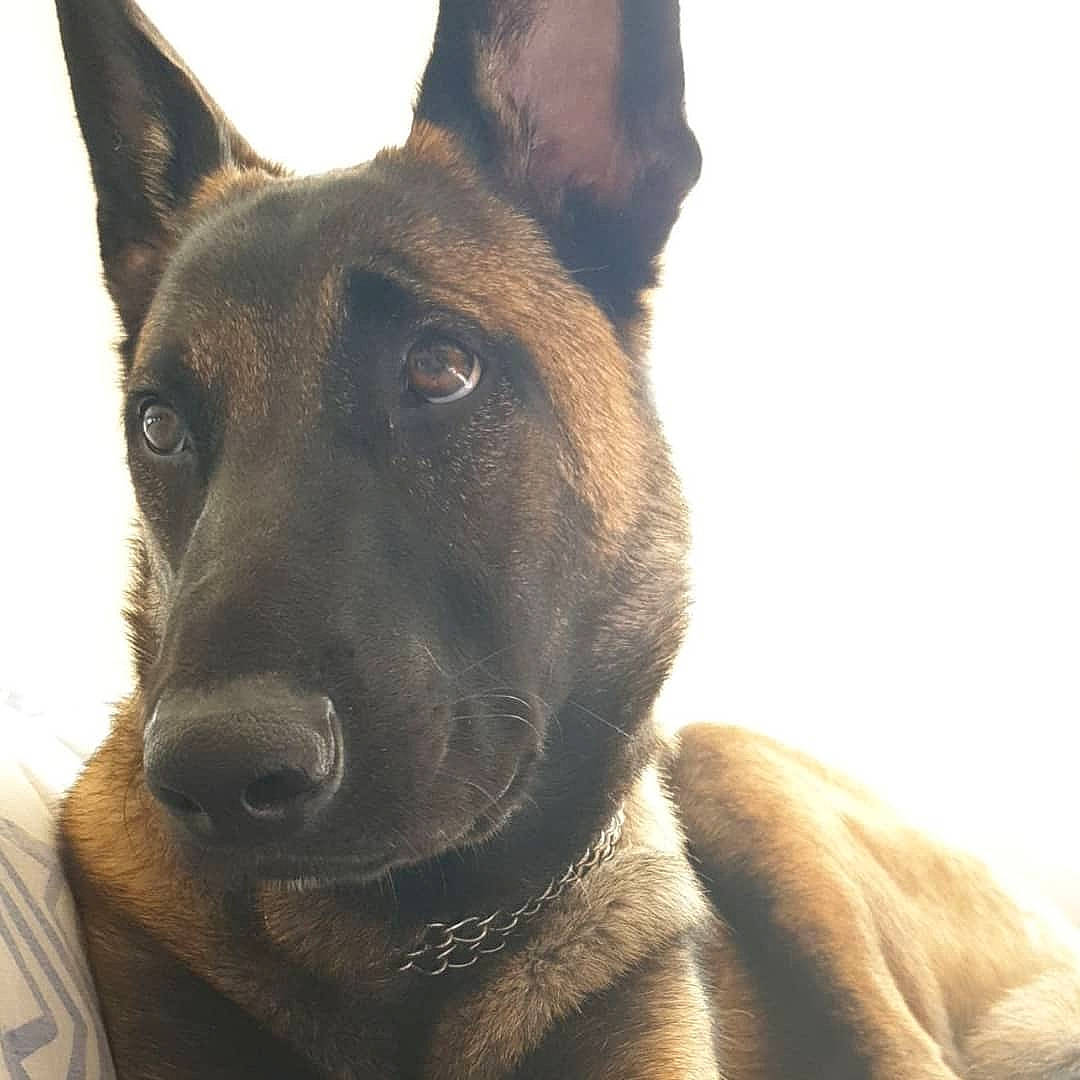 Piper a rejoint le concours — aidez-le/la à gagner de superbes lots ! ancient_dog_breeds, belgian_shepherd, belgian_shepherd_malinois, canidae, carnivore, dog, dog_breed, dutch_shepherd_dog, formosan_mountain_dog, german_shepherd_dog, king_shepherd, kunming_wolfdog, mammal, old_german_shepherd_dog, police_dog, rare_breed_dog, snout, vertebrate