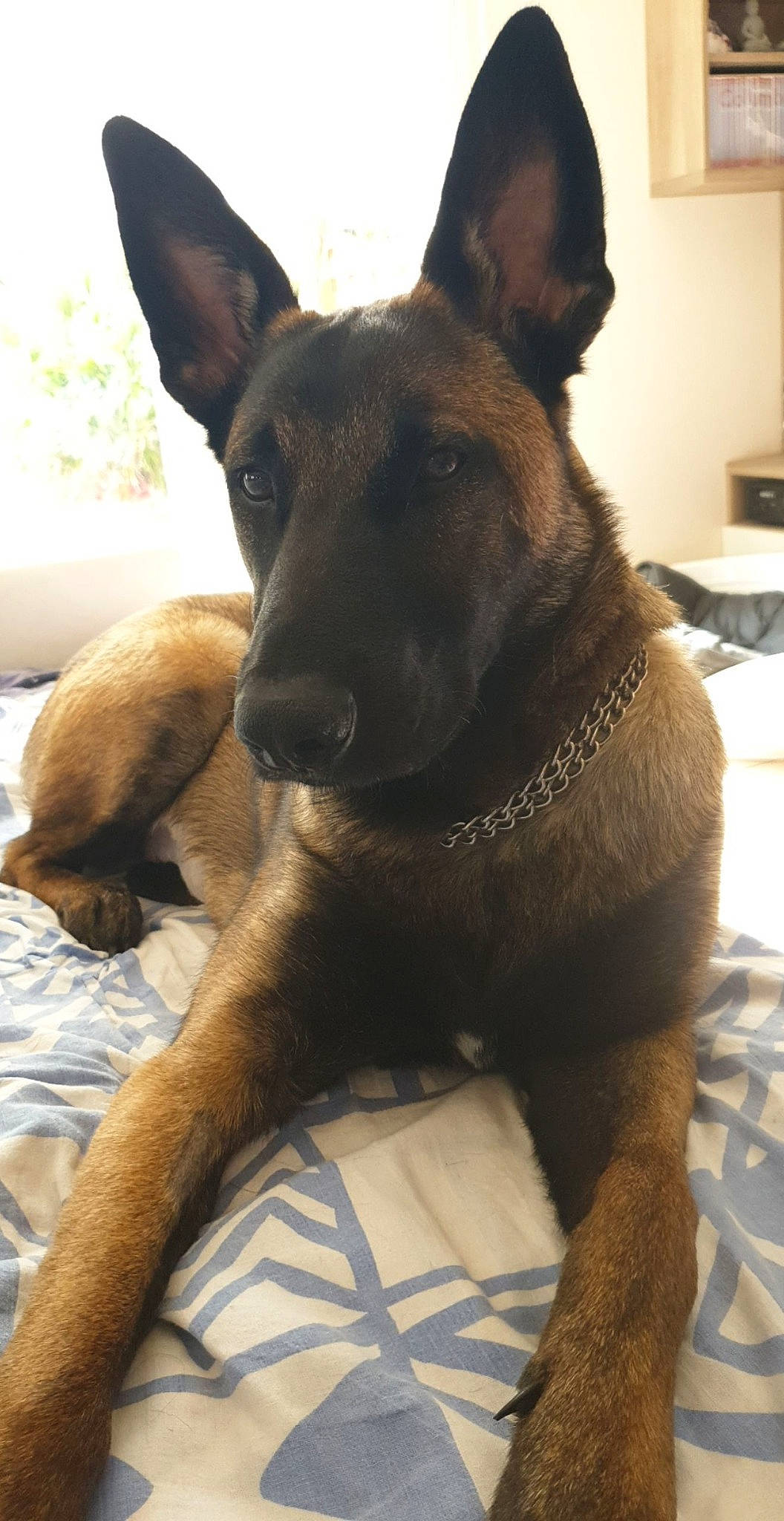 Piper participe au concours pour gagner de l'argent avec cette photo : belgian_shepherd, belgian_shepherd_malinois, canidae, carnivore, dog, dog_breed, dutch_shepherd_dog, fawn, formosan_mountain_dog, german_shepherd_dog, kai_ken, mammal, rare_breed_dog, snout, vertebrate