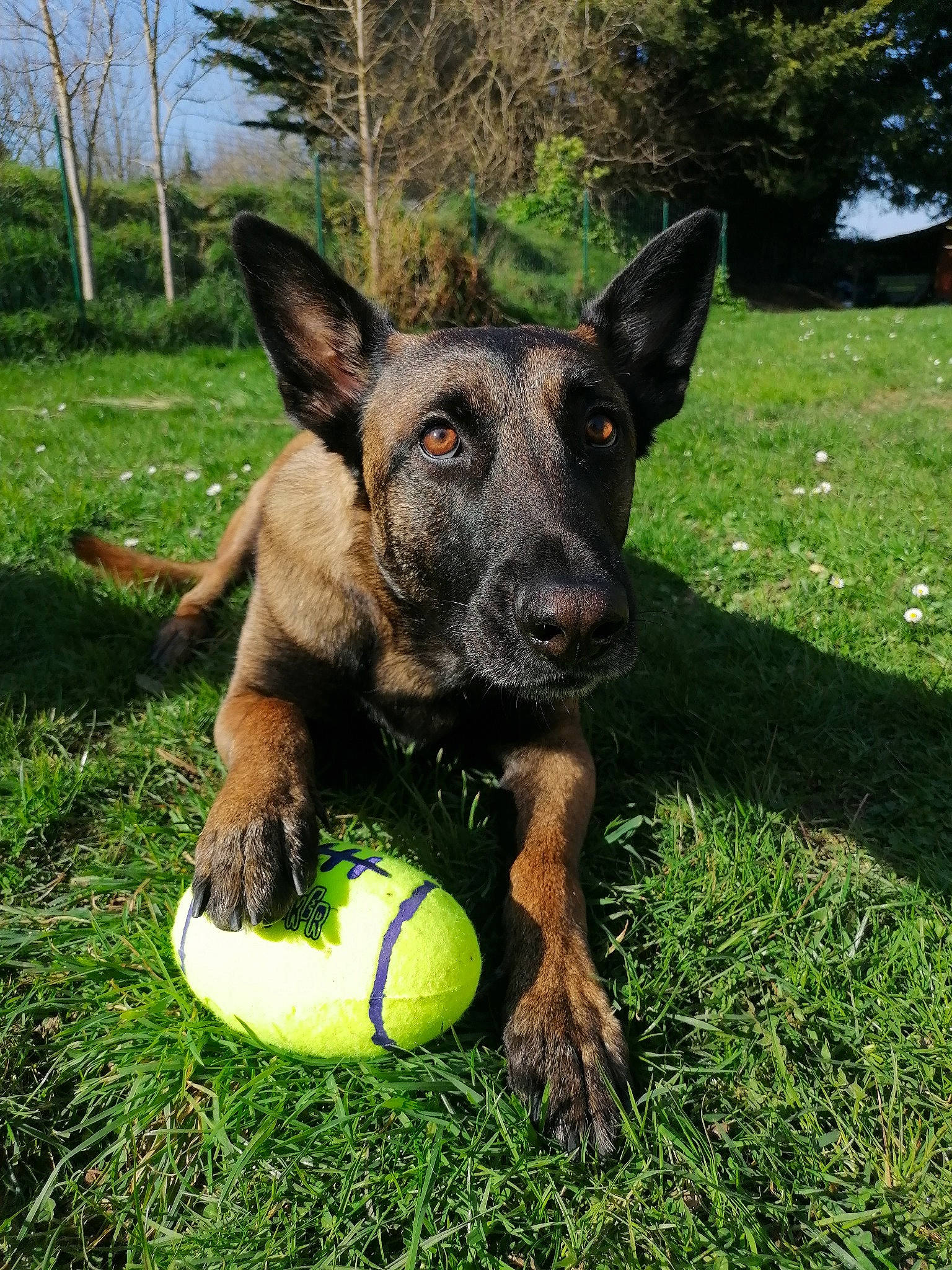 Piper participe au concours pour gagner de l'argent avec cette photo : ball, canidae, carnivore, companion_dog, dog, dog_breed, fawn, grass, guard_dog, lawn, plant, sky, snout, sporting_group, sports_equipment, tennis_ball, terrestrial_animal, tree, working_animal, working_dog