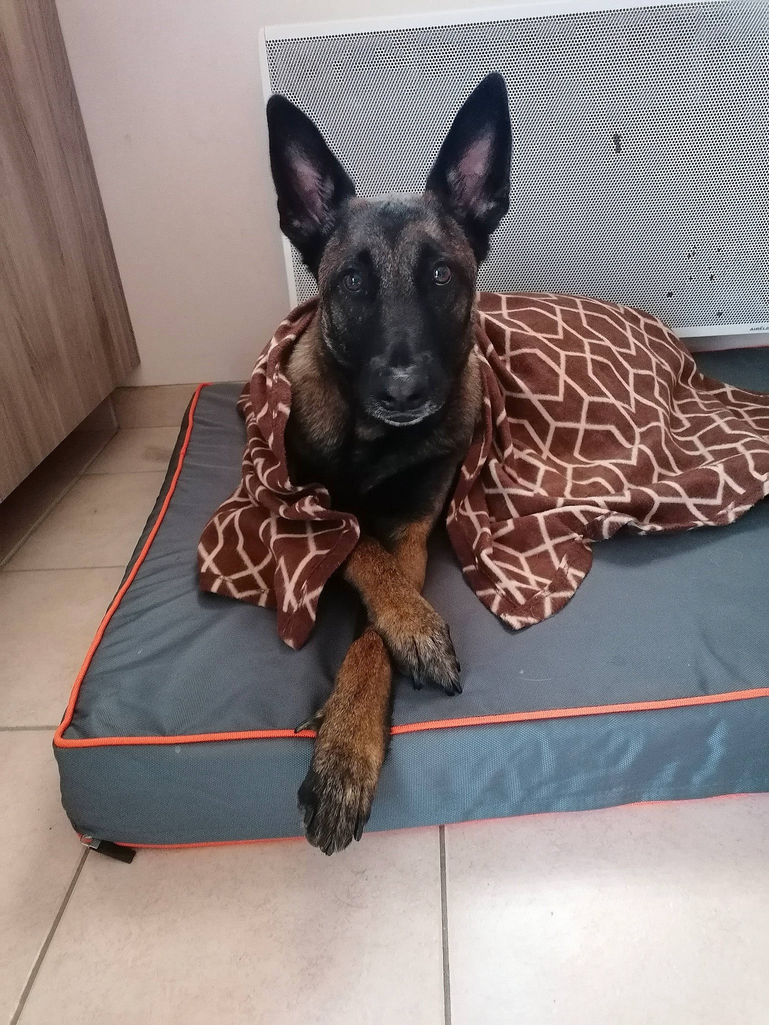 Piper participe au concours pour gagner de l'argent avec cette photo : canidae, carnivore, comfort, companion_dog, cone, dog, dog_breed, dog_supply, fawn, flooring, grey, liver, pattern, pet_supply, snout, sporting_group, square, toy_dog, whiskers, working_animal