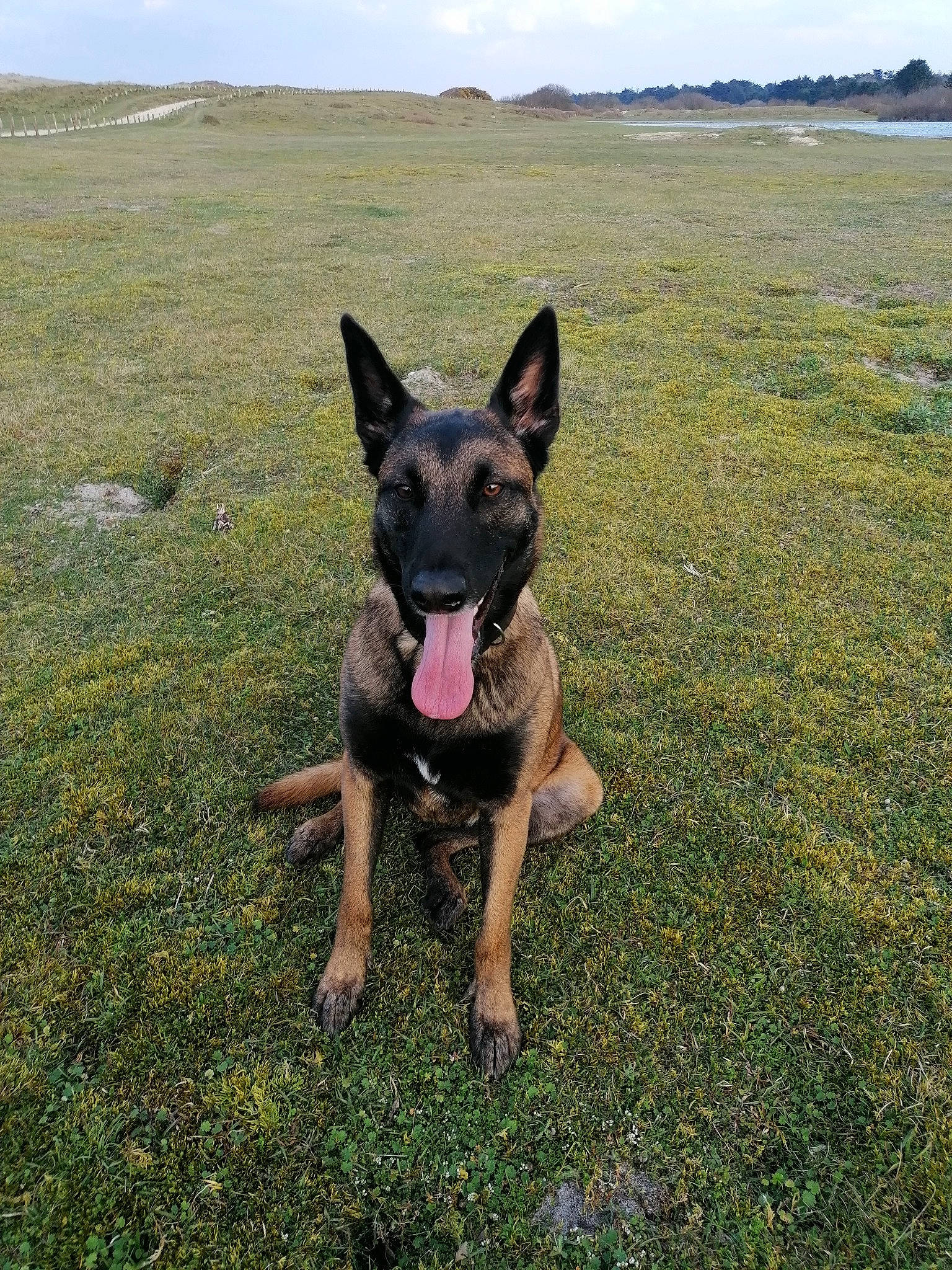 Piper a rejoint le concours — aidez-le/la à gagner de superbes lots ! canidae, carnivore, cloud, companion_dog, dog, dog_breed, east_european_shepherd, fawn, german_shepherd_dog, grass, grassland, guard_dog, herding_dog, king_shepherd, plant, sky, snout, sporting_group, working_animal, working_dog