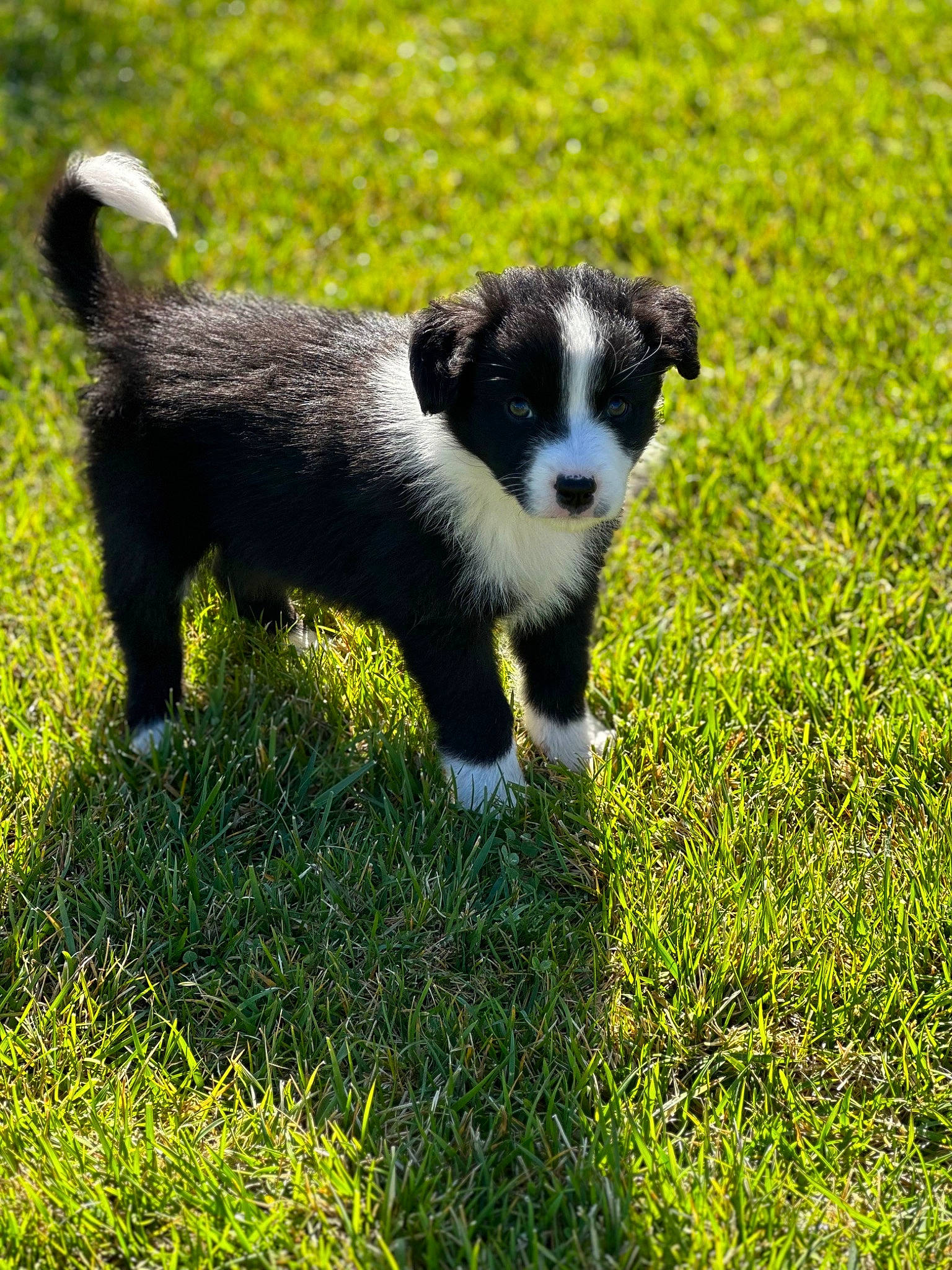 Callie joined the competition — help win amazing prizes! border_collie, canidae, carnivore, companion_dog, dog, dog_breed, grass, grassland, groundcover, herding_dog, mammal, pasture, plant, snout, sporting_group, tail, terrestrial_animal, vertebrate, working_animal