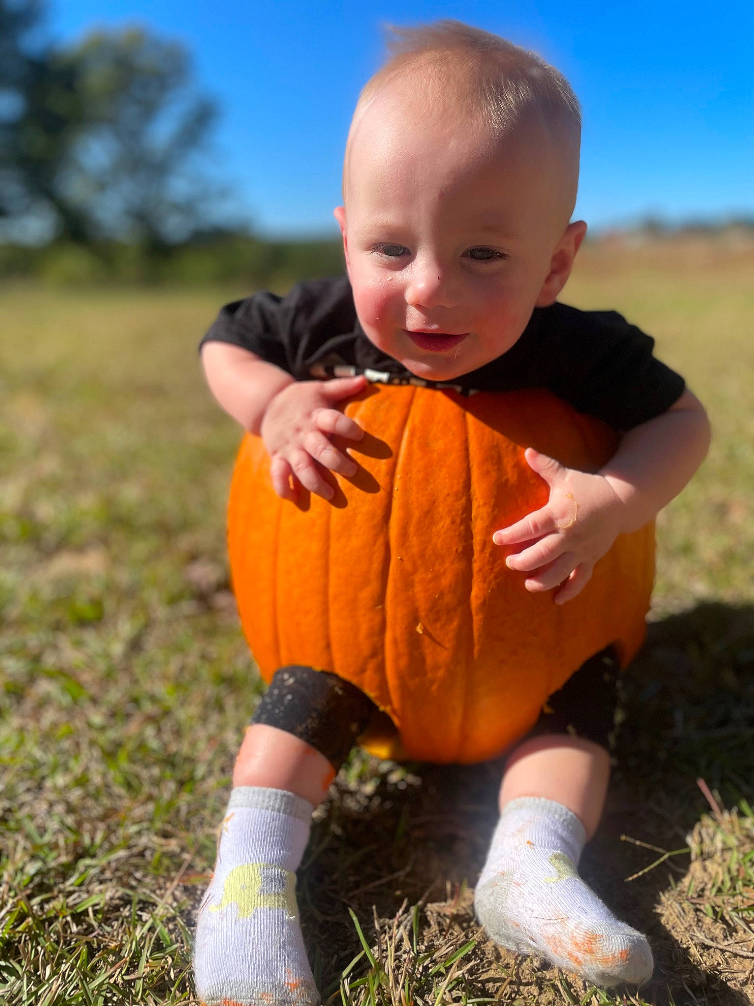 Caysen joined the competition — help win amazing prizes! baby_toddler_clothing, clothing, eye, finger, flash_photography, footwear, grass, happy, head, human_body, people_in_nature, person, plant, pumpkin, sky, smile, summer, sunlight, thumb, toddler