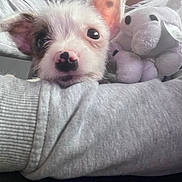 Oreo participe au concours pour gagner de l'argent avec cette photo : adorable, animal, closeup, comfort, companion, cozy, cuddle, cute, dog, friendly, grey_sleeve, indoor, pet, plush_toy, puppy, small_pet, snout, soft_texture, stuffed_animal, young_dog