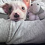 adorable, animal, closeup, comfort, companion, cozy, cuddle, cute, dog, friendly, grey_sleeve, indoor, pet, plush_toy, puppy, small_pet, snout, soft_texture, stuffed_animal, young_dog