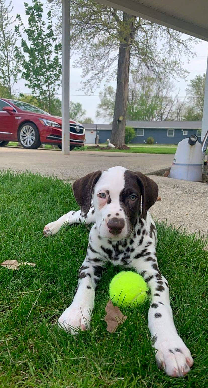 Jethro joined the competition — help win amazing prizes! ball, car, carnivore, companion_dog, dog, dog_breed, fawn, football, grass, land_vehicle, lawn, plant, sky, snout, sports_equipment, tennis_ball, tire, tree, vehicle, wheel