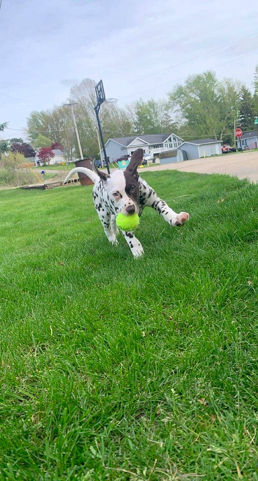 Jethro is registered to the contest to win money with this photo: canidae, carnivore, cloud, companion_dog, dog, dog_breed, fawn, grass, grassland, lawn, pasture, plant, pointing_breed, pole, recreation, sky, sporting_group, sports_equipment, tail, tree