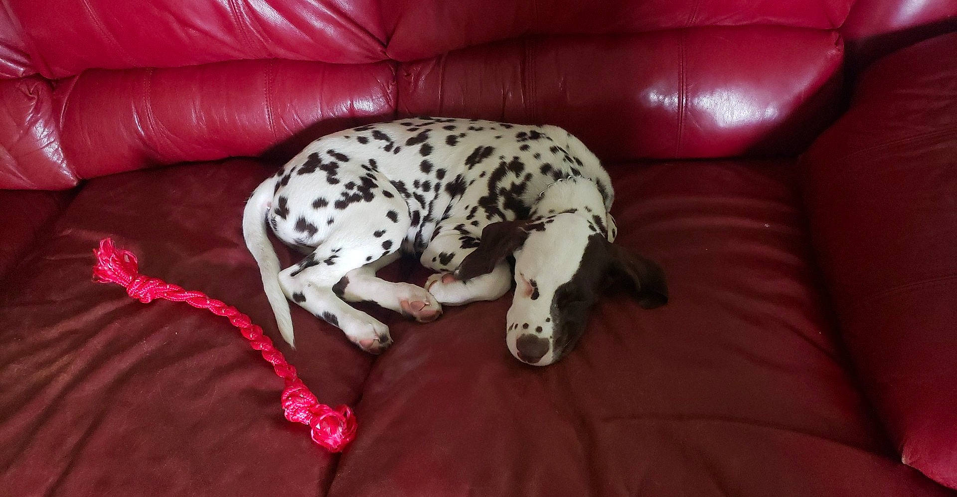 Jethro joined the competition — help win amazing prizes! canidae, carnivore, comfort, companion_dog, couch, dalmatian, dog, dog_breed, dog_supply, fawn, grey, magenta, non_sporting_group, pattern, paw, snout, sporting_group, tail, terrestrial_animal, working_animal