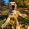 dog, golden_retriever, pet, outdoor, autumn, fall_leaves, grass, park, portrait, close_up, happy, smiling, tongue_out, lying_down, collar, name_tag, sunlight, trees, backyard, nature