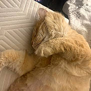 Brewster joined the competition — help win amazing prizes! animal, blanket, cat, closeup, cozy, cute, domestic_animal, fluffy, fur, ginger_cat, indoor, mammal, nap, paw, pet, relaxation, resting, sleeping, soft, whiskers