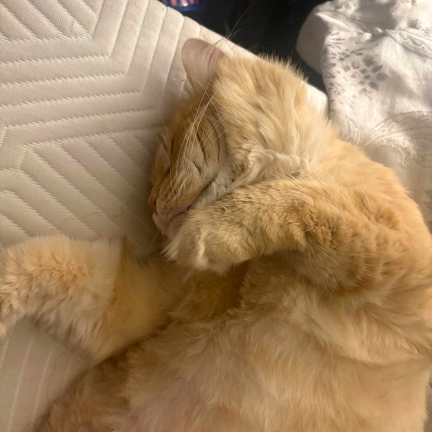 Brewster joined the competition — help win amazing prizes! animal, blanket, cat, closeup, cozy, cute, domestic_animal, fluffy, fur, ginger_cat, indoor, mammal, nap, paw, pet, relaxation, resting, sleeping, soft, whiskers