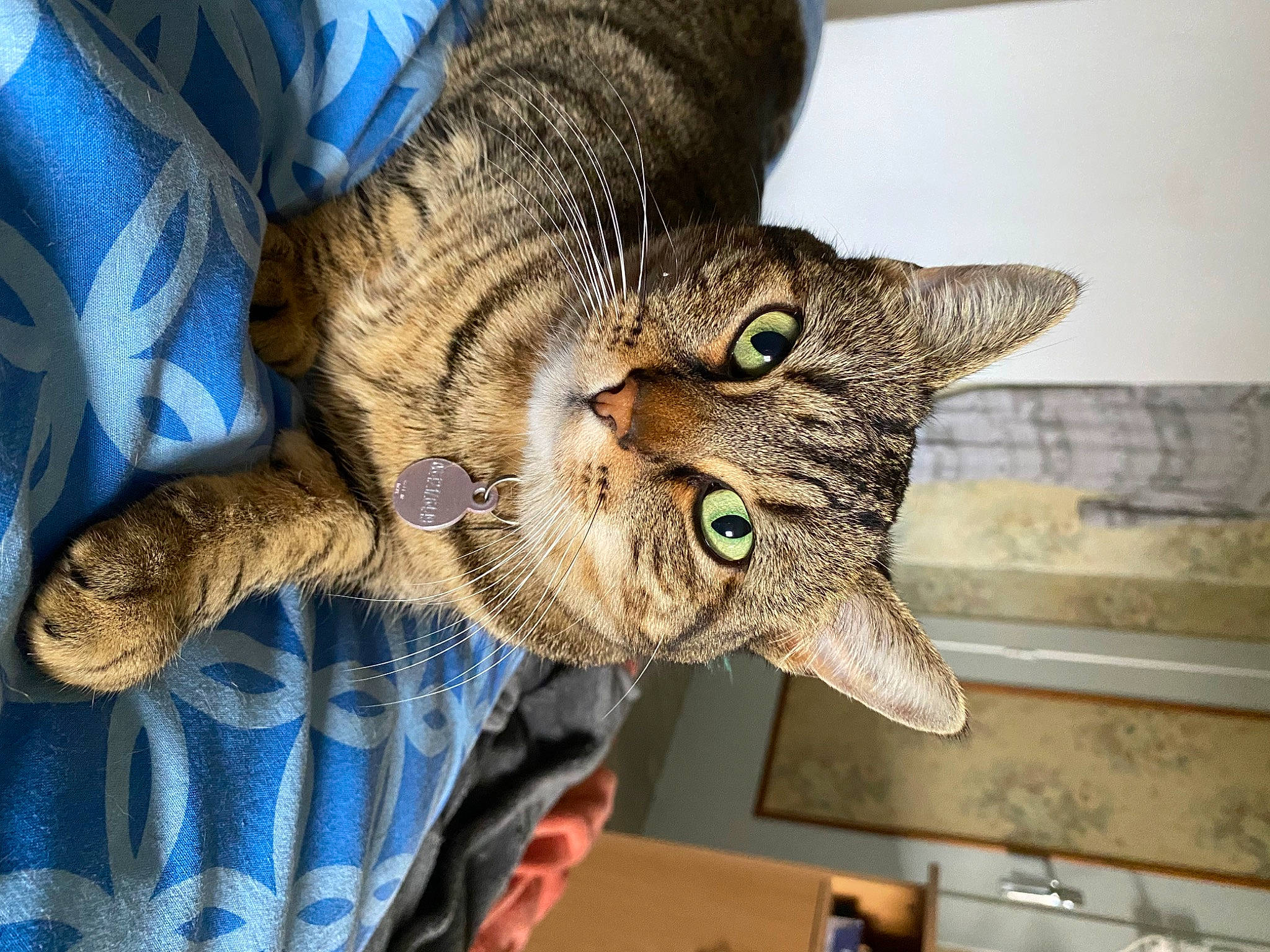Praline a rejoint le concours — aidez-le/la à gagner de superbes lots ! carnivore, cat, claw, comfort, domestic_short_haired_cat, ear, electric_blue, felidae, fur, gesture, small_to_medium_sized_cats, snout, whiskers