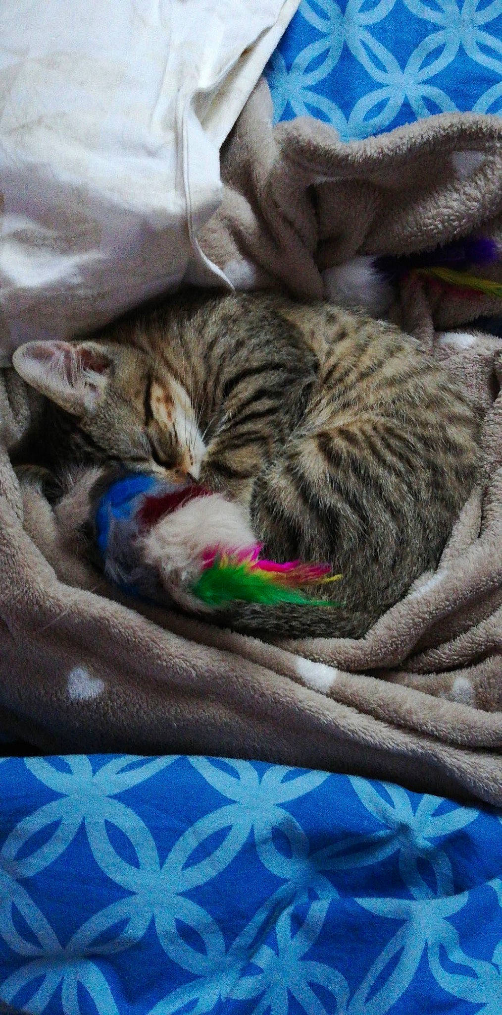 Praline a rejoint le concours — aidez-le/la à gagner de superbes lots ! blue, carnivore, cat, cat_bed, claw, comfort, domestic_short_haired_cat, electric_blue, felidae, fur, grass, linens, nap, pattern, paw, small_to_medium_sized_cats, tail, terrestrial_animal, textile, whiskers