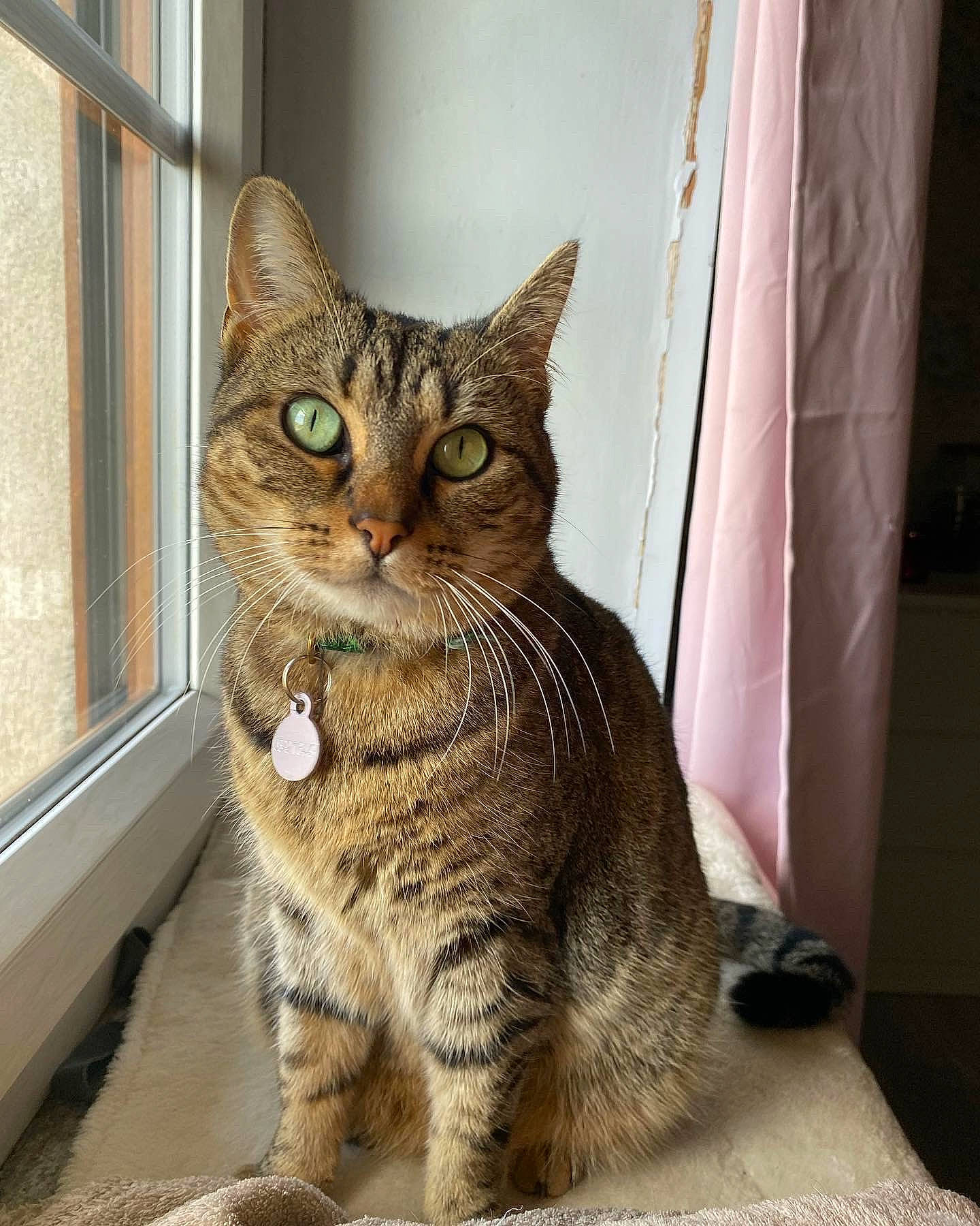 Praline a rejoint le concours — aidez-le/la à gagner de superbes lots ! carnivore, cat, curtain, domestic_short_haired_cat, felidae, fixture, fur, paw, sitting, small_to_medium_sized_cats, snout, tail, terrestrial_animal, whiskers, window
