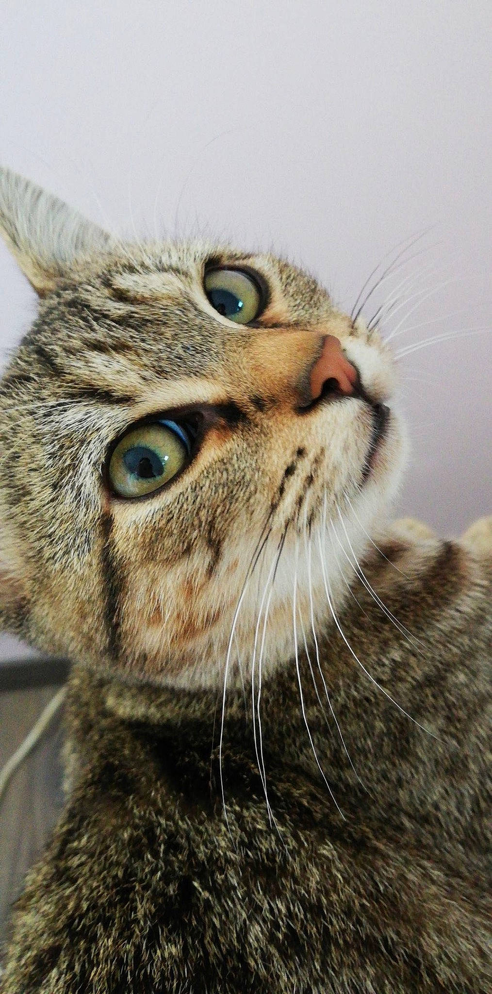 Praline a rejoint le concours — aidez-le/la à gagner de superbes lots ! carnivore, cat, close_up, domestic_short_haired_cat, ear, eye, felidae, fur, grass, head, paw, small_to_medium_sized_cats, snout, terrestrial_animal, whiskers, wildlife