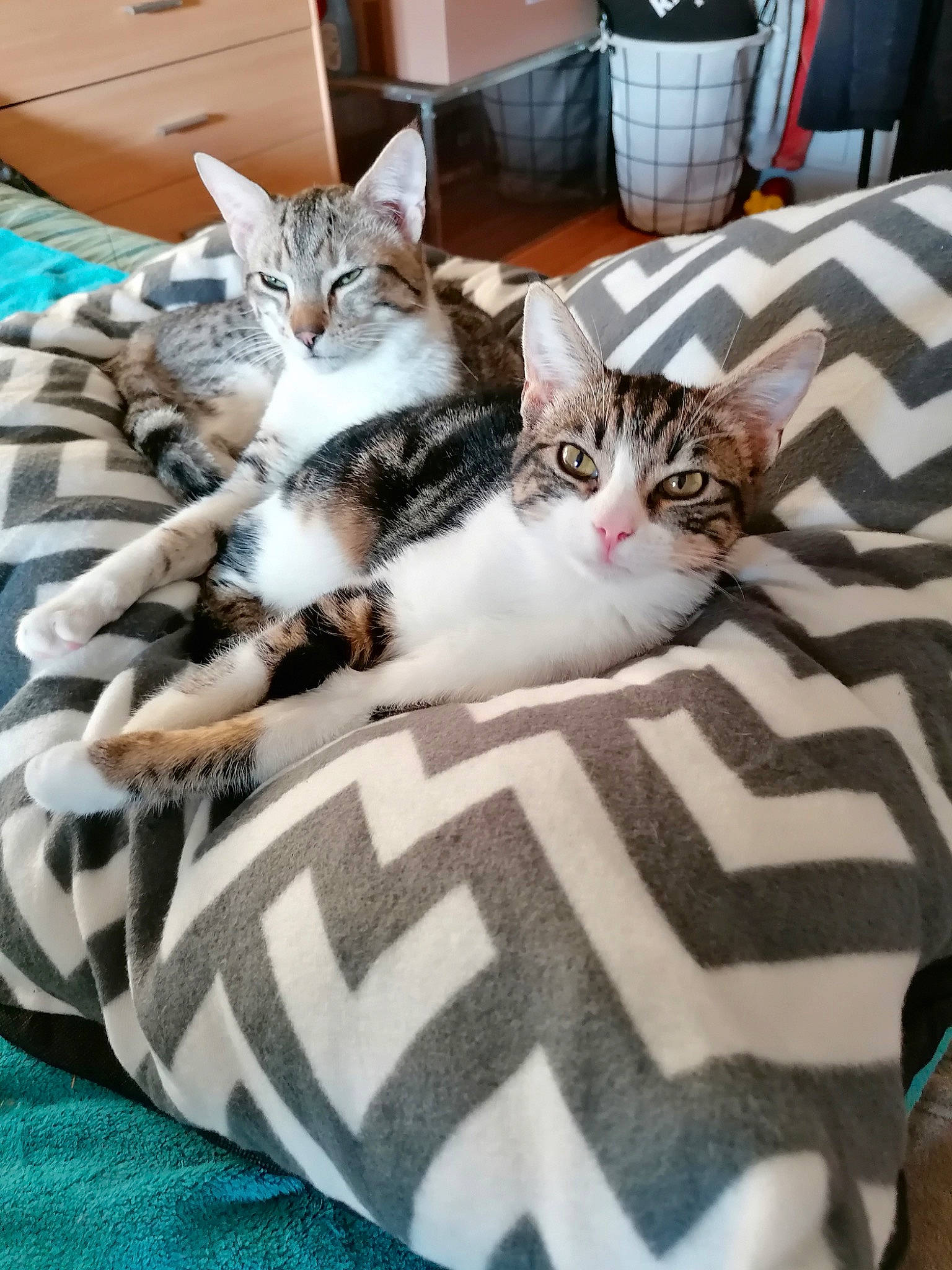 Minibaboune a rejoint le concours — aidez-le/la à gagner de superbes lots ! bed, bedding, carnivore, cat, claw, comfort, domestic_short_haired_cat, felidae, fur, grey, linens, nap, pattern, paw, small_to_medium_sized_cats, tail, textile, whiskers