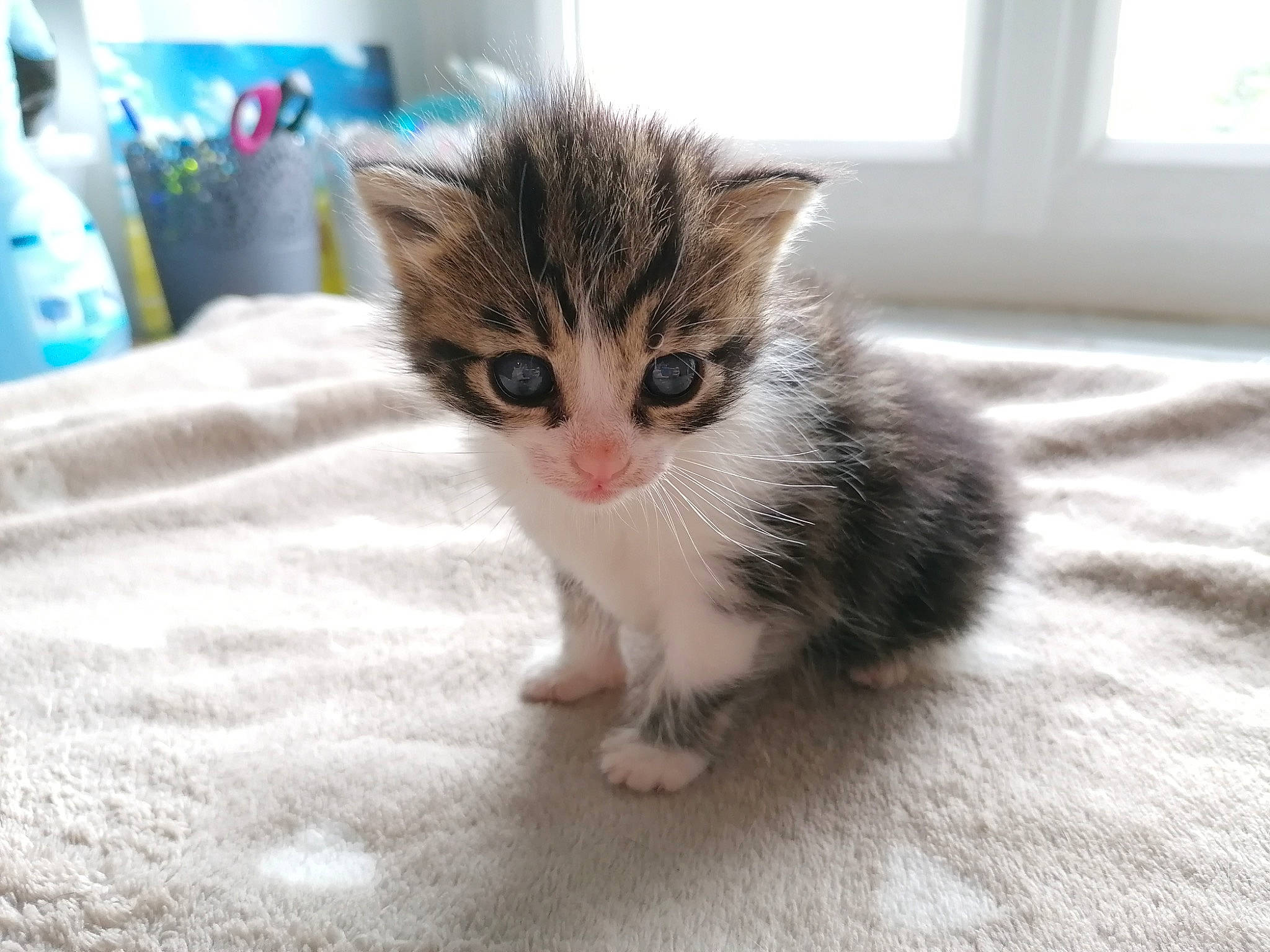 Minibaboune a rejoint le concours — aidez-le/la à gagner de superbes lots ! carnivore, cat, claw, domestic_short_haired_cat, fawn, felidae, flooring, fur, hardwood, paw, room, small_to_medium_sized_cats, snout, tail, terrestrial_animal, whiskers, window, wood