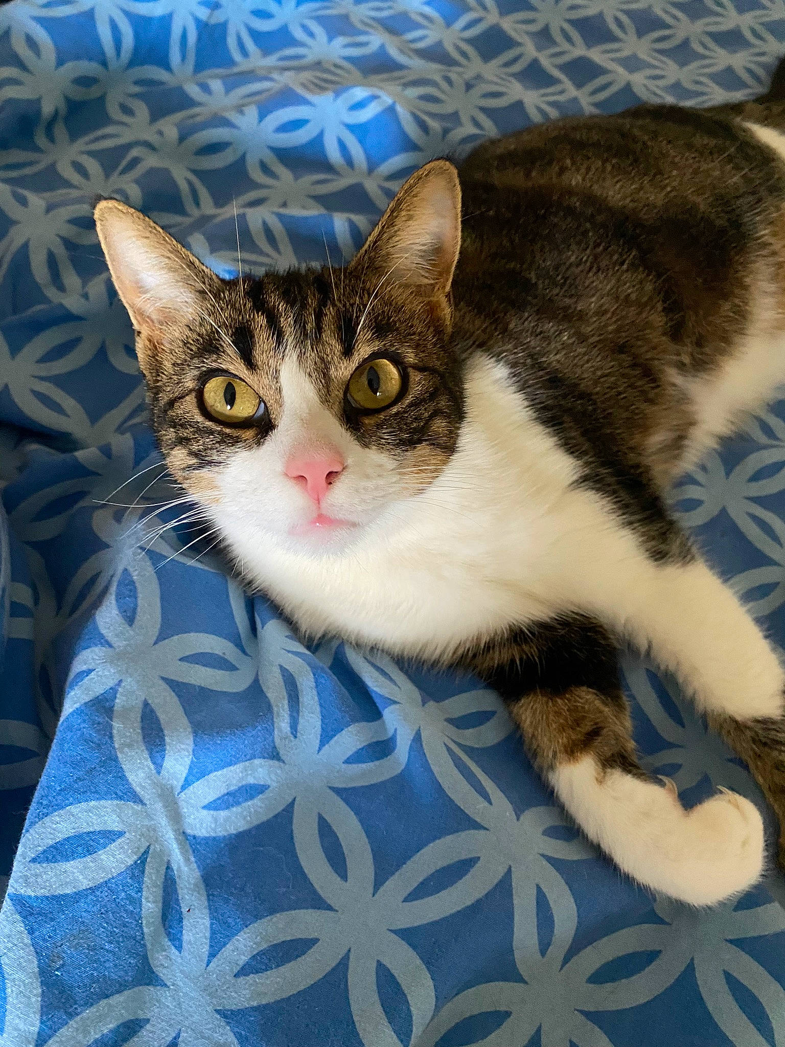 Minibaboune a rejoint le concours — aidez-le/la à gagner de superbes lots ! box, carnivore, cat, claw, comfort, domestic_short_haired_cat, eye, felidae, fur, head, paw, sitting, small_to_medium_sized_cats, snout, tree, whiskers