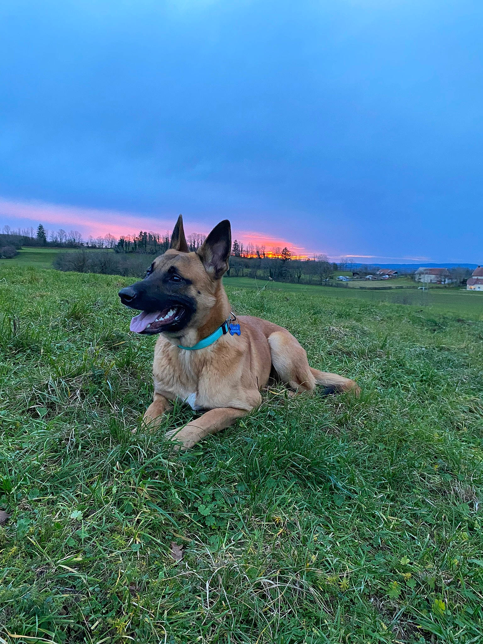 Tiego a rejoint le concours — aidez-le/la à gagner de superbes lots ! canidae, carnivore, collar, companion_dog, dog, dog_breed, dog_supply, fawn, german_shepherd_dog, grass, grassland, herding_dog, landscape, plant, sky, snout, sporting_group, tail, tree, working_animal
