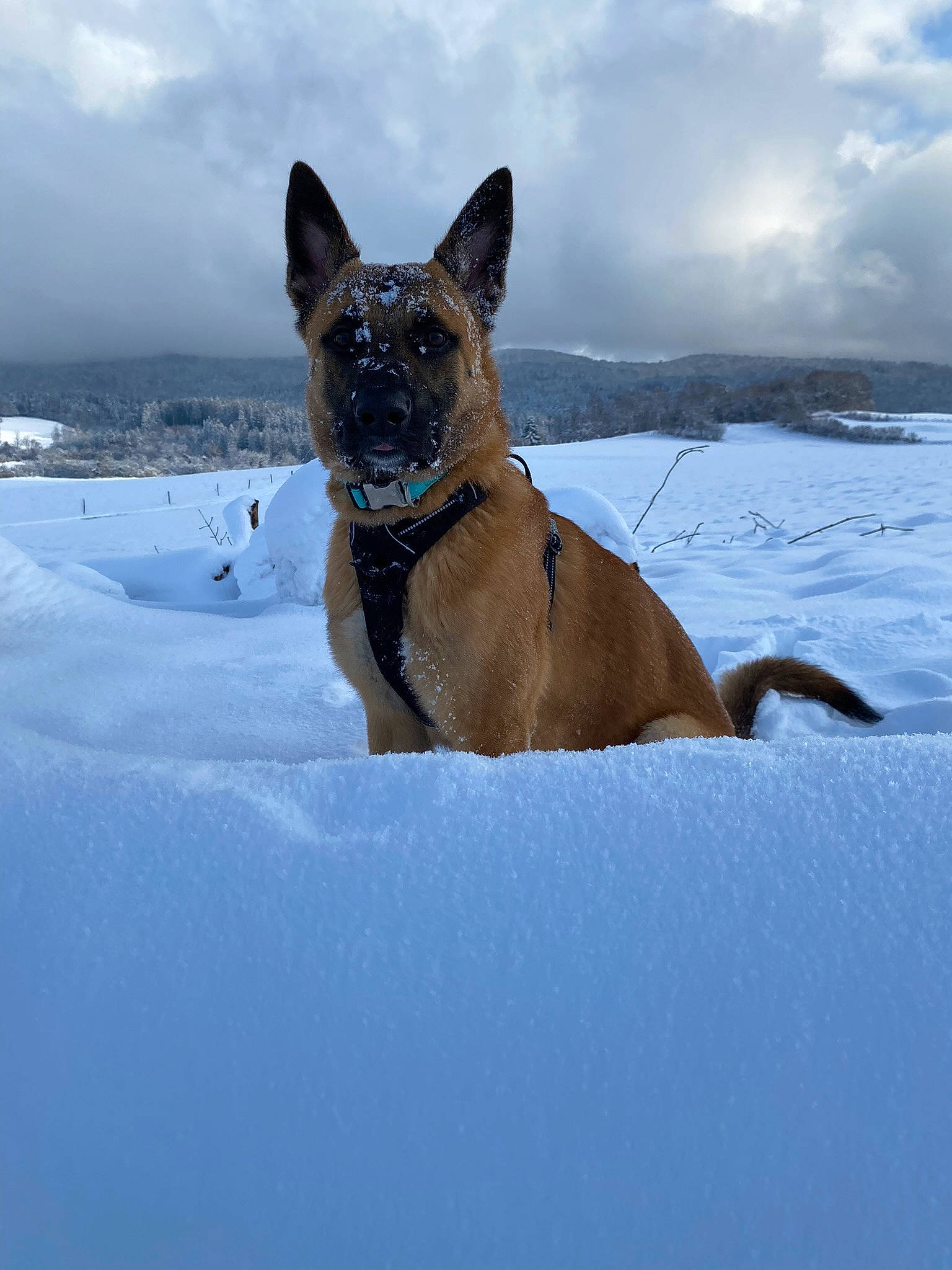 Tiego participe au concours pour gagner de l'argent avec cette photo : canidae, carnivore, cloud, collar, companion_dog, dog, dog_breed, dog_collar, dog_supply, fawn, freezing, ice_cap, sky, snout, snow, sporting_group, tail, water, whiskers, winter