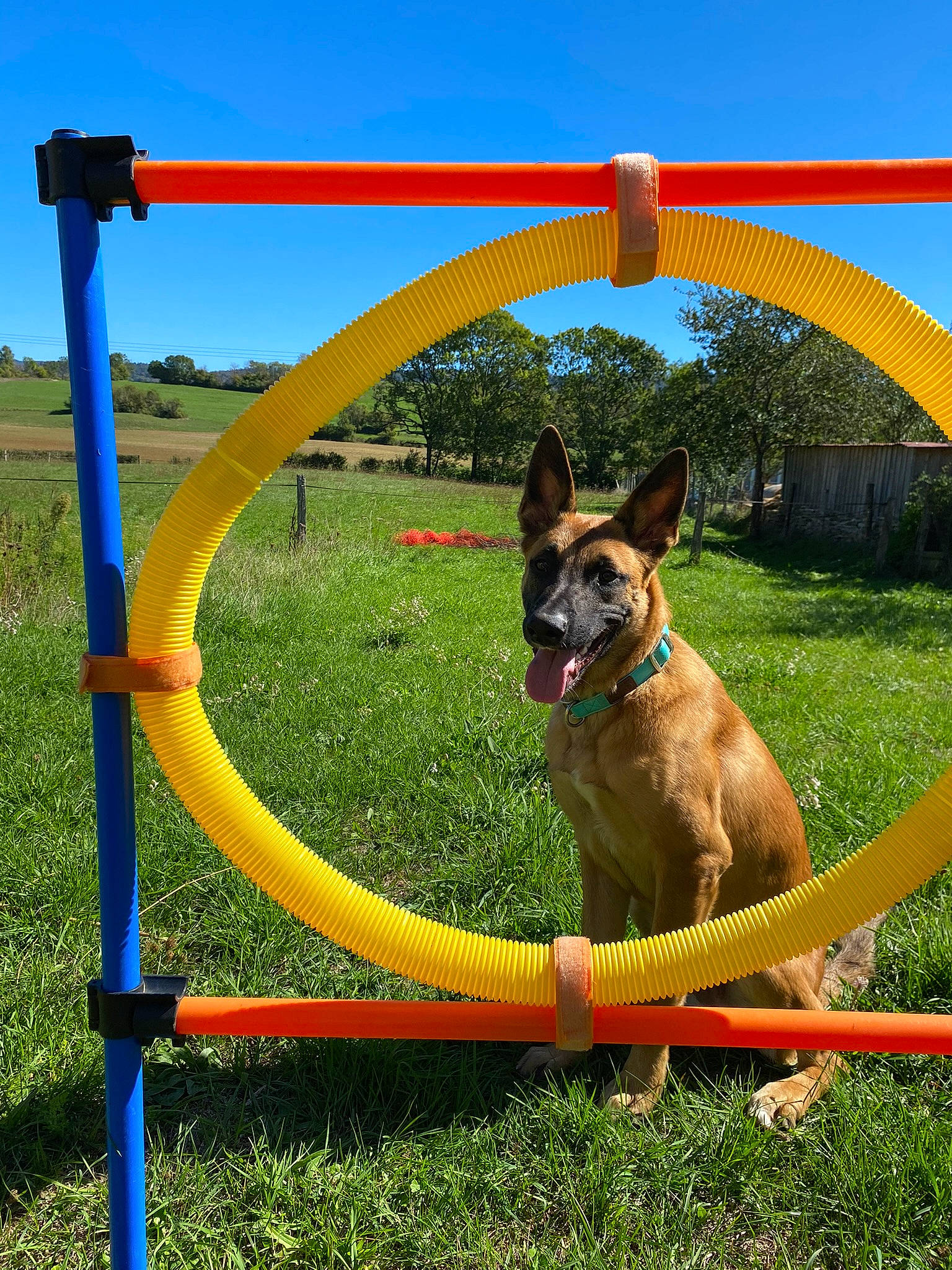 Tiego a rejoint le concours — aidez-le/la à gagner de superbes lots ! canidae, carnivore, collar, companion_dog, dog, dog_breed, dog_collar, dog_sports, dog_supply, fawn, grass, herding_dog, leisure, plant, pole, recreation, sky, snout, sporting_group, tail