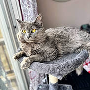 Maximus is registered to the contest to win money with this photo: animal, cat, cat_tree, cozy, curtain, domestic_cat, feline, fur, gray_cat, home, indoor, looking_away, natural_light, pet, portrait, relaxed, resting, soft_texture, window, yellow_eyes