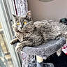 animal, cat, cat_tree, cozy, curtain, domestic_cat, feline, fur, gray_cat, home, indoor, looking_away, natural_light, pet, portrait, relaxed, resting, soft_texture, window, yellow_eyes