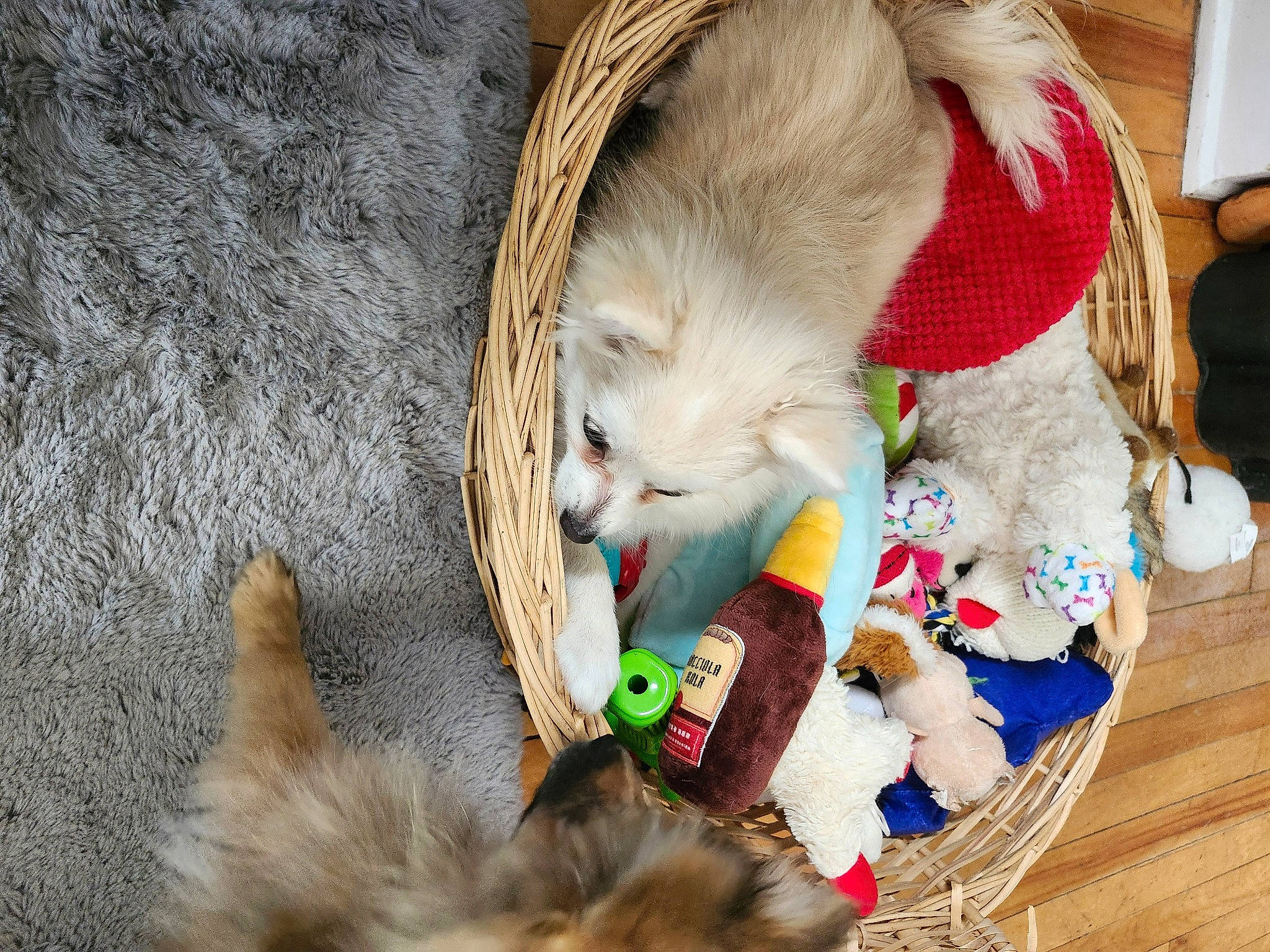 Magnolia Candy joined the competition — help win amazing prizes! canidae, carnivore, cat, cat_supply, cat_toy, claw, collar, comfort, companion_dog, dog_breed, domestic_short_haired_cat, fawn, felidae, fur, paw, pet_supply, small_to_medium_sized_cats, snout, tail, whiskers