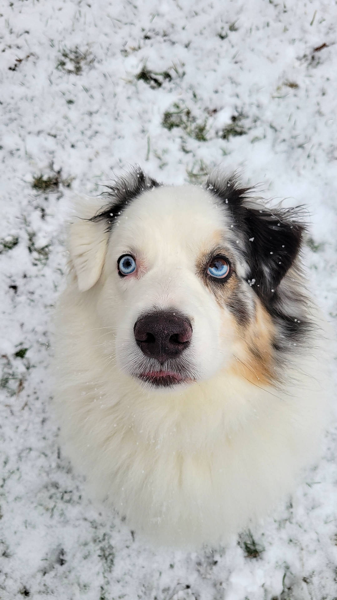 Sonny is registered to the contest to win money with this photo: ancient_dog_breeds, canidae, carnivore, companion_dog, dog, dog_breed, freezing, fur, plant, puppy, snow, sporting_group, terrestrial_animal, whiskers, winter, working_animal, working_dog
