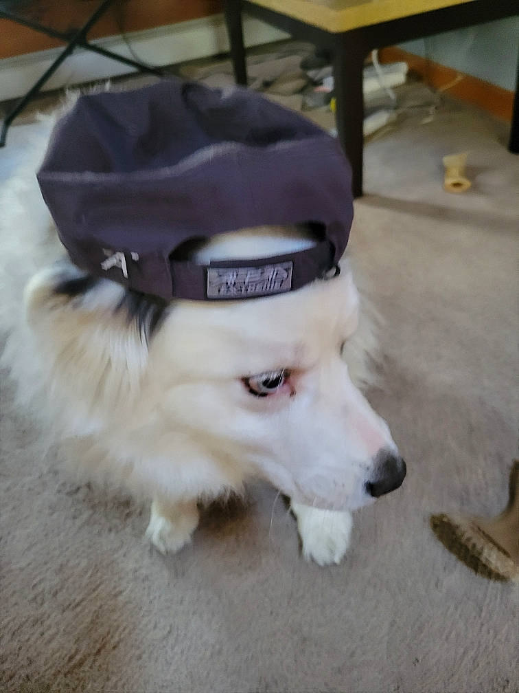 Sonny is registered to the contest to win money with this photo: canidae, cap, carnivore, collar, companion_dog, dog, dog_breed, dog_collar, fashion_accessory, fawn, fur, german_spitz, hat, leash, non_sporting_group, pet_supply, snout, sporting_group, table, working_dog