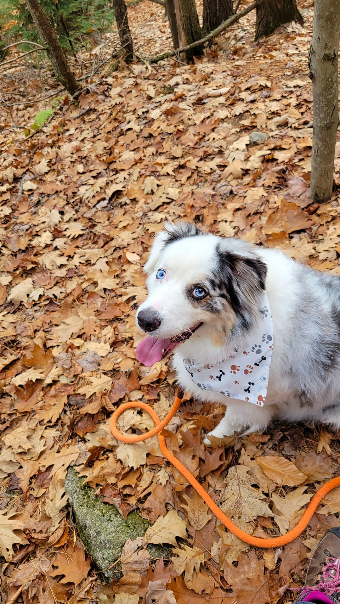 Sonny joined the competition — help win amazing prizes! canidae, carnivore, companion_dog, dog, dog_breed, dog_supply, fawn, fur, grass, gun_dog, plant, snout, soil, sporting_group, tree, working_dog