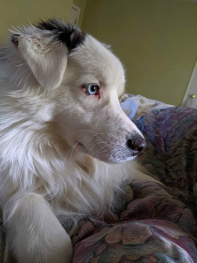 Sonny is registered to the contest to win money with this photo: american_eskimo_dog, canidae, carnivore, companion_dog, dog, dog_breed, fur, indian_spitz, snout, sporting_group, terrestrial_animal, volpino_italiano, whiskers, working_animal, working_dog