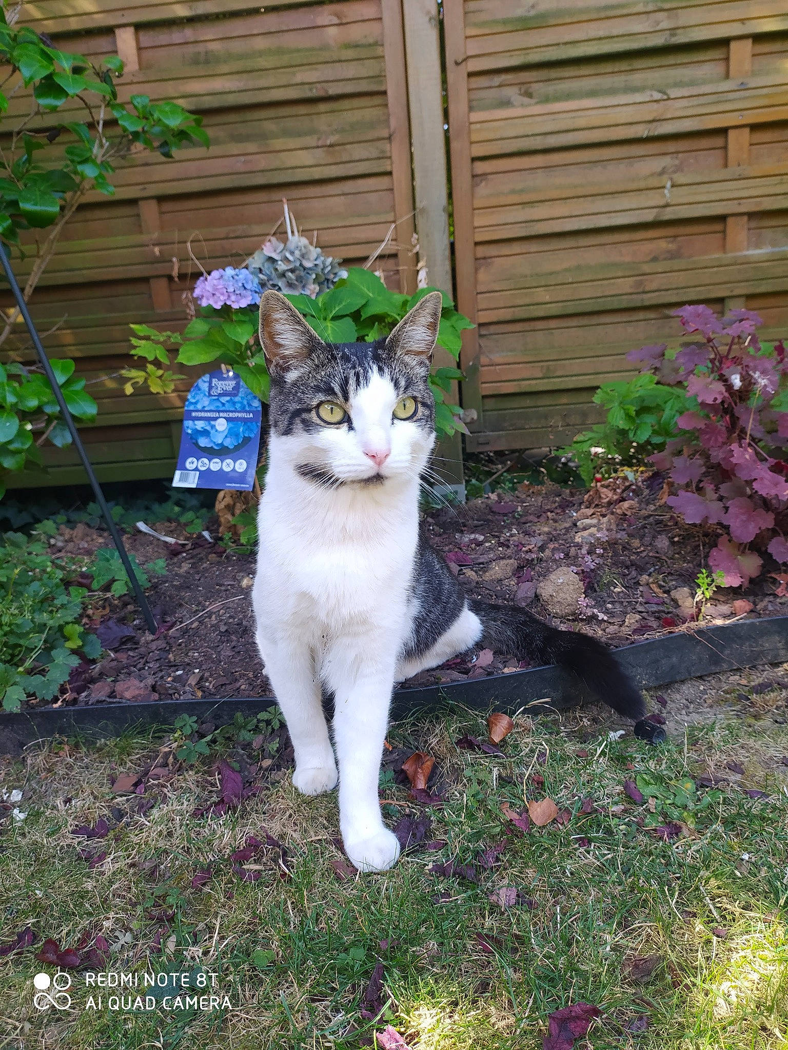 Percy participe au concours pour gagner de l'argent avec cette photo : annual_plant, carnivore, cat, domestic_short_haired_cat, door, fawn, felidae, fur, garden, grass, groundcover, herb, plant, shrub, small_to_medium_sized_cats, soil, tail, terrestrial_animal, tree, whiskers