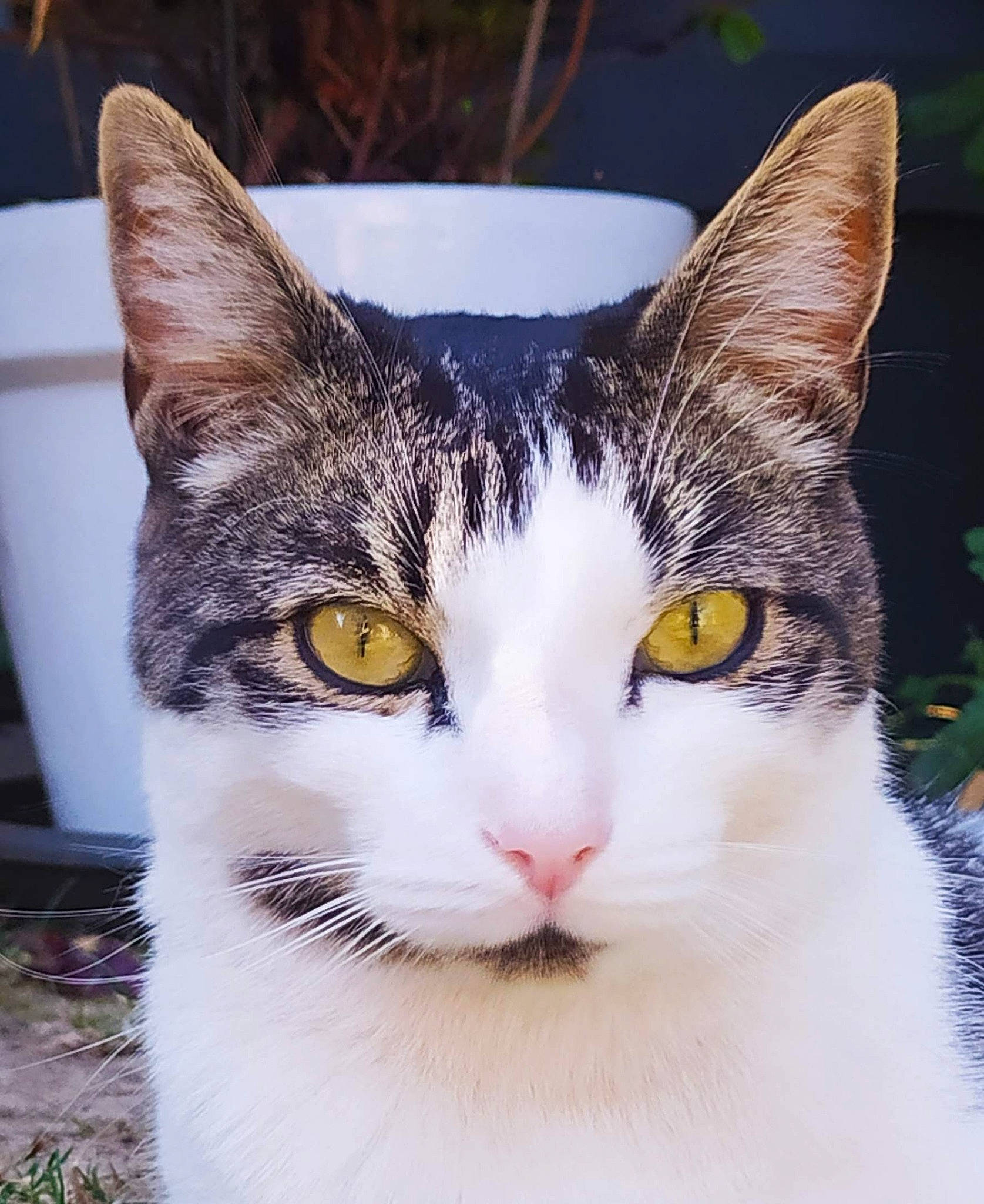 Percy participe au concours pour gagner de l'argent avec cette photo : carnivore, cat, domestic_short_haired_cat, eye, felidae, fur, grass, iris, paw, plant, small_to_medium_sized_cats, snout, tail, terrestrial_animal, tree, whiskers, window