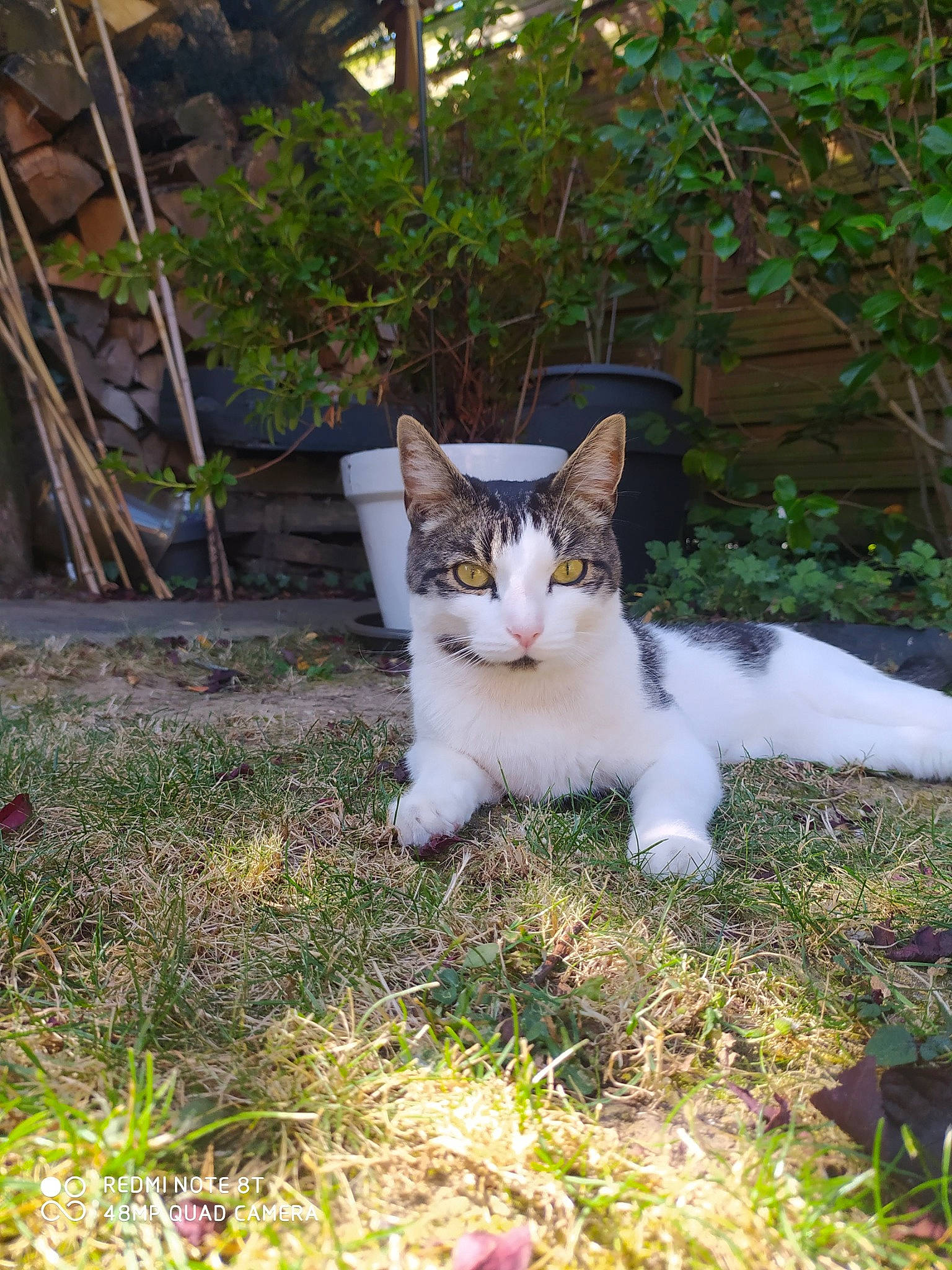 Percy participe au concours pour gagner de l'argent avec cette photo : carnivore, cat, domestic_short_haired_cat, fawn, felidae, fur, garden, grass, groundcover, lawn, plant, shrub, sitting, small_to_medium_sized_cats, tail, terrestrial_animal, tree, whiskers, wildlife, wood