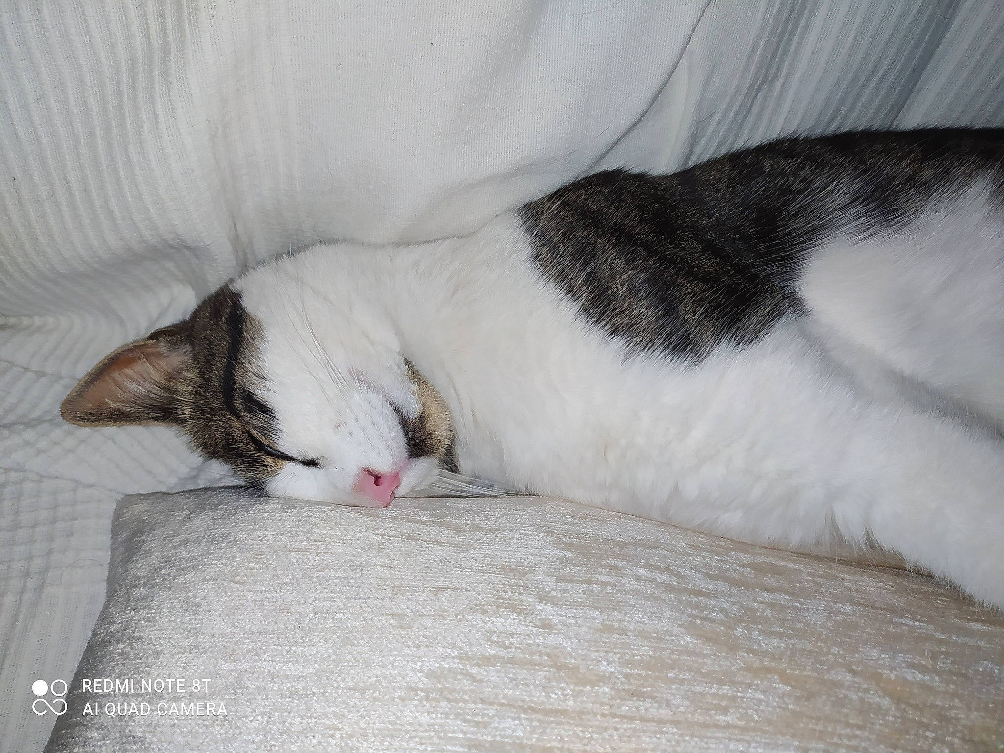 Percy a rejoint le concours — aidez-le/la à gagner de superbes lots ! carnivore, cat, comfort, domestic_short_haired_cat, felidae, fur, grey, linens, nap, paw, small_to_medium_sized_cats, tail, terrestrial_animal, whiskers