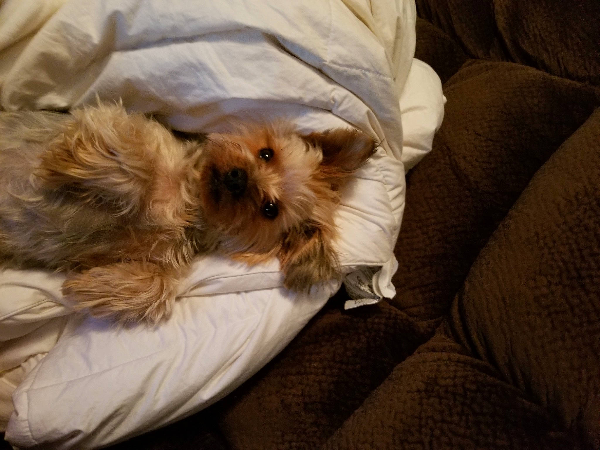 Carter joined the competition — help win amazing prizes! canidae, carnivore, comfort, companion_dog, dog, dog_breed, dog_supply, fawn, fur, liver, maltepoo, nap, pet_supply, puppy, small_terrier, sporting_group, terrier, toy_dog, working_animal, yorkipoo