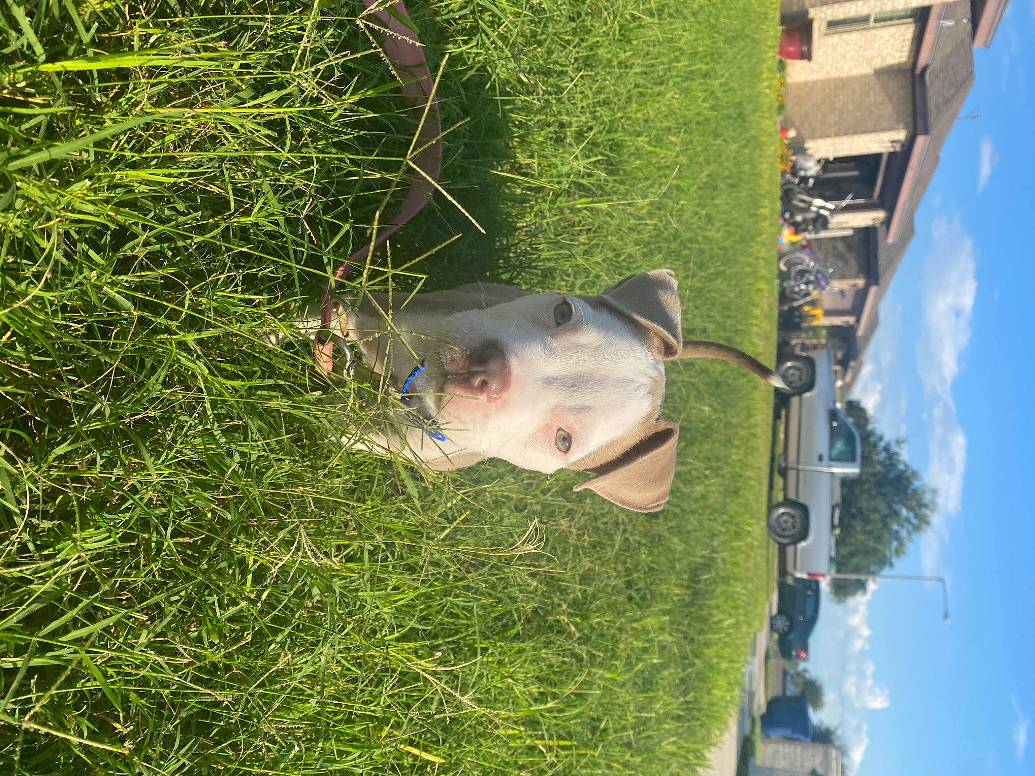 Lilo joined the competition — help win amazing prizes! american_bulldog, american_pit_bull_terrier, american_staffordshire_terrier, canidae, carnivore, dog, dog_breed, fawn, grass, lawn, non_sporting_group, snout, sporting_group