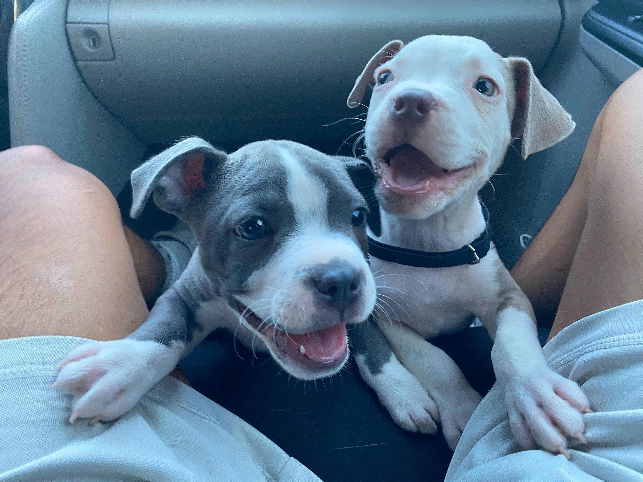 Lilo is registered to the contest to win money with this photo: american_bulldog, american_pit_bull_terrier, american_staffordshire_terrier, bulldog, bully_kutta, canidae, carnivore, dog, dog_breed, dogo_guatemalteco, fawn, mammal, molosser, non_sporting_group, pit_bull, puppy, rare_breed_dog, snout, sporting_group, vertebrate