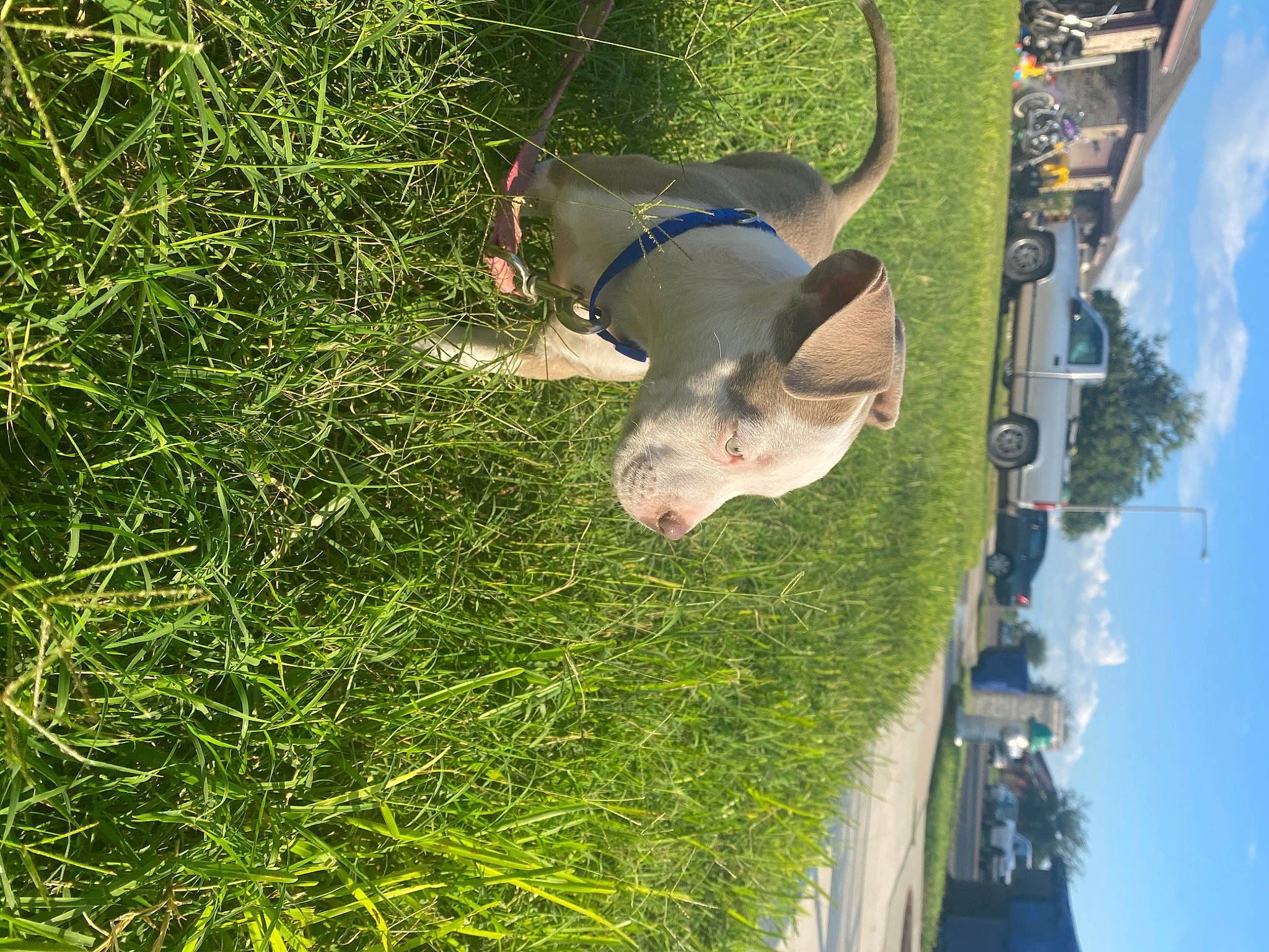 Lilo is registered to the contest to win money with this photo: canidae, fawn, grass, snout