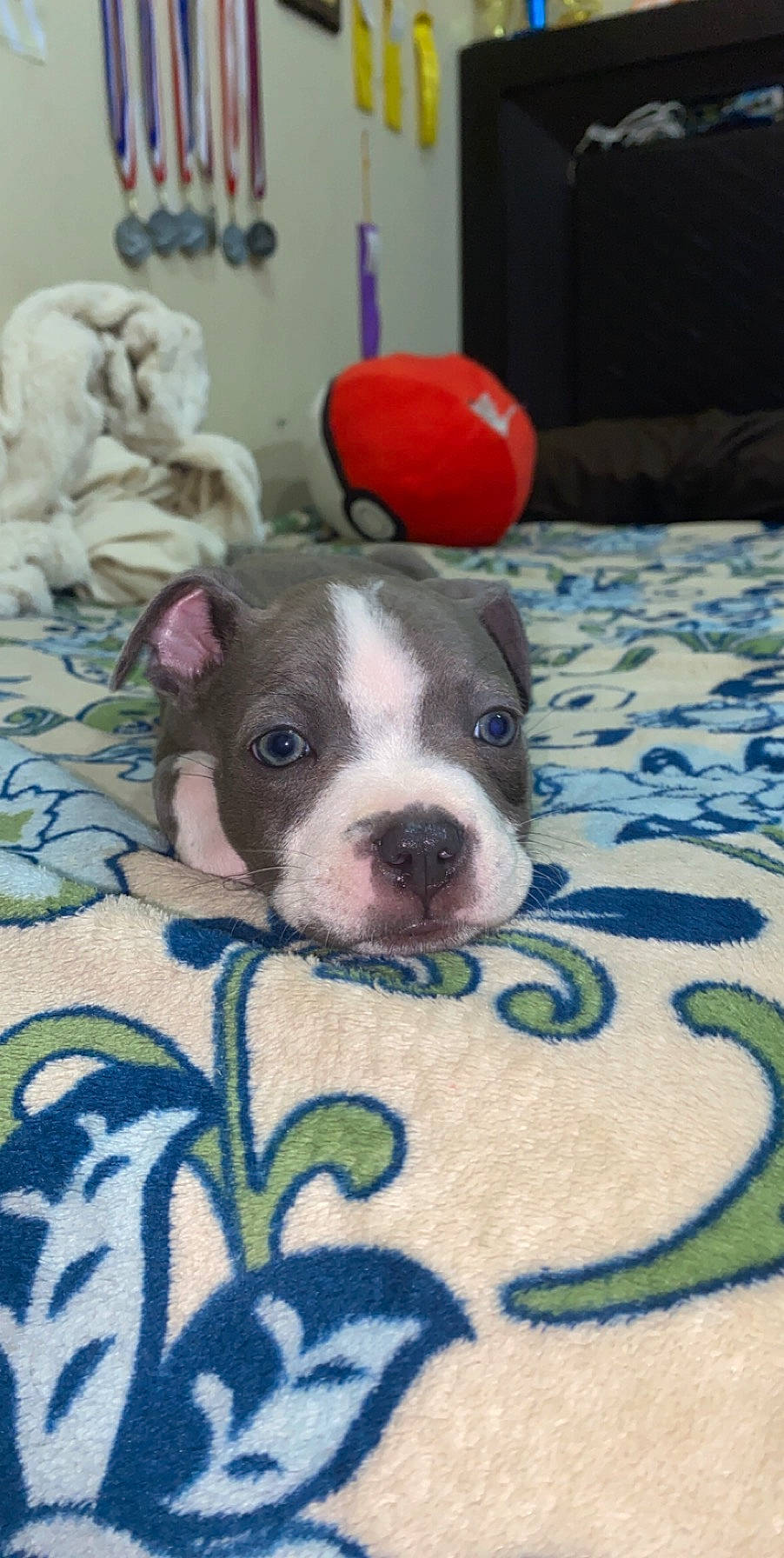 Stitch joined the competition — help win amazing prizes! american_bulldog, american_pit_bull_terrier, american_staffordshire_terrier, australian_bulldog, boston_terrier, canidae, carnivore, companion_dog, dog, dog_breed, fawn, mammal, non_sporting_group, pit_bull, puppy, rare_breed_dog, snout, toy_bulldog, valley_bulldog, vertebrate