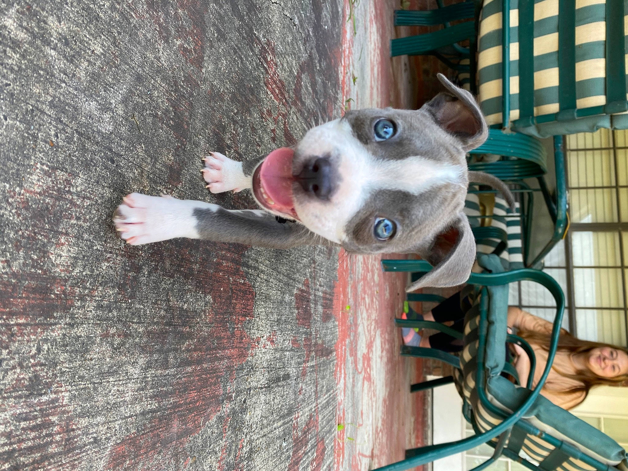 Stitch is registered to the contest to win money with this photo: american_pit_bull_terrier, american_staffordshire_terrier, canidae, carnivore, dog, dog_breed, fawn, feist, non_sporting_group, pit_bull, snout