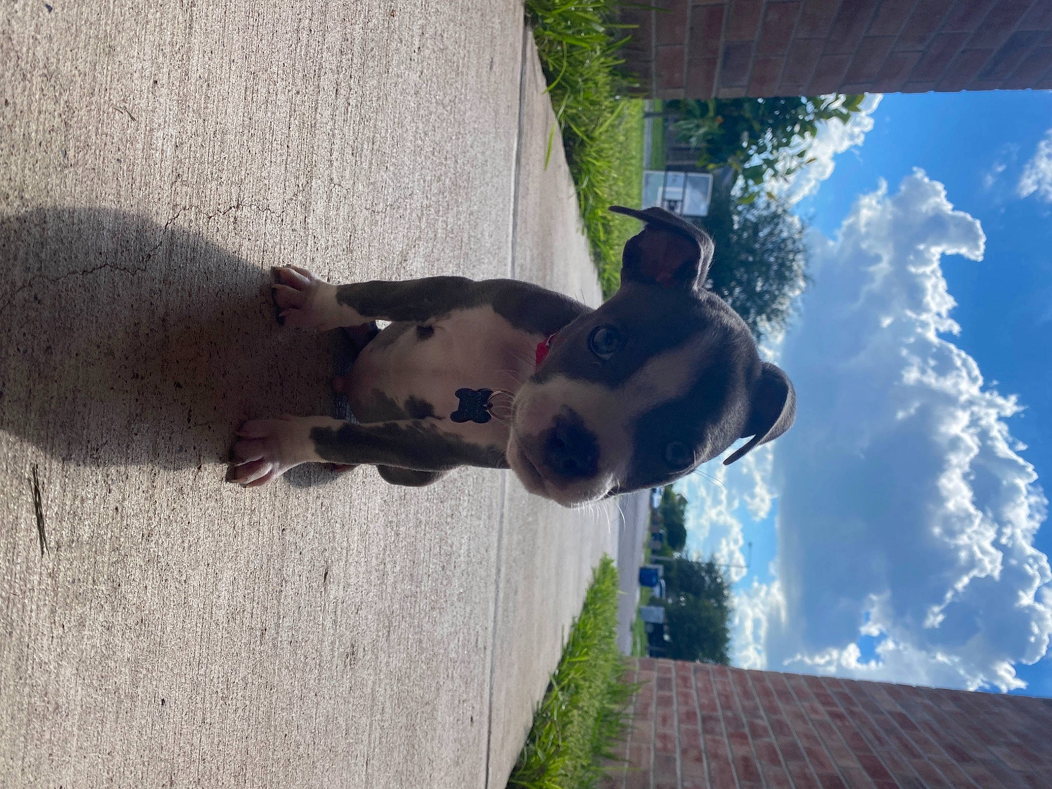 Stitch is registered to the contest to win money with this photo: boston_terrier, canidae, carnivore, dog, dog_breed, fawn, non_sporting_group, snout, sporting_group