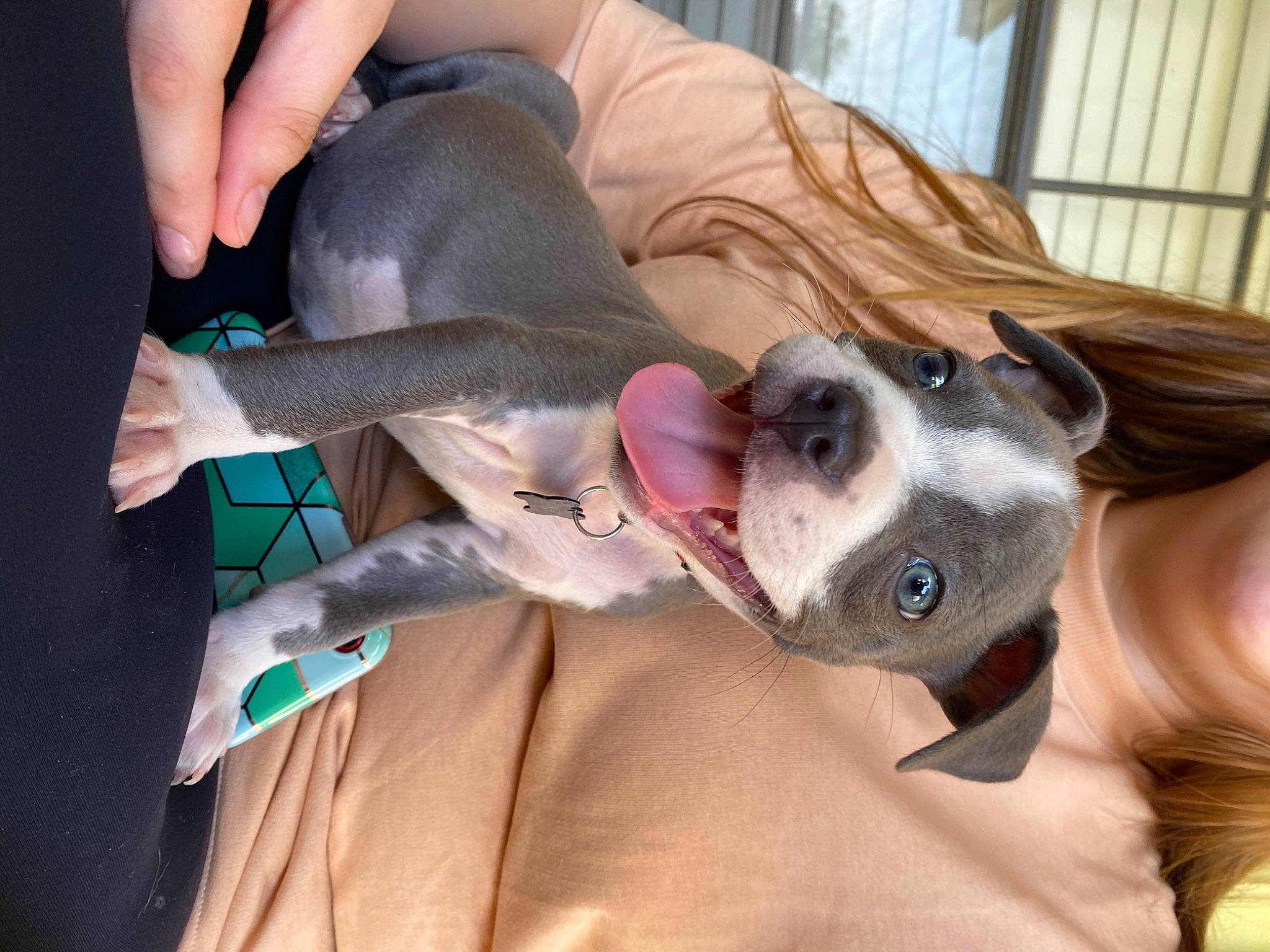 Stitch is registered to the contest to win money with this photo: boston_terrier, canidae, carnivore, companion_dog, dog, dog_breed, ear, fawn, italian_greyhound, non_sporting_group, pit_bull, puppy, puppy_love, snout, weimaraner, whippet