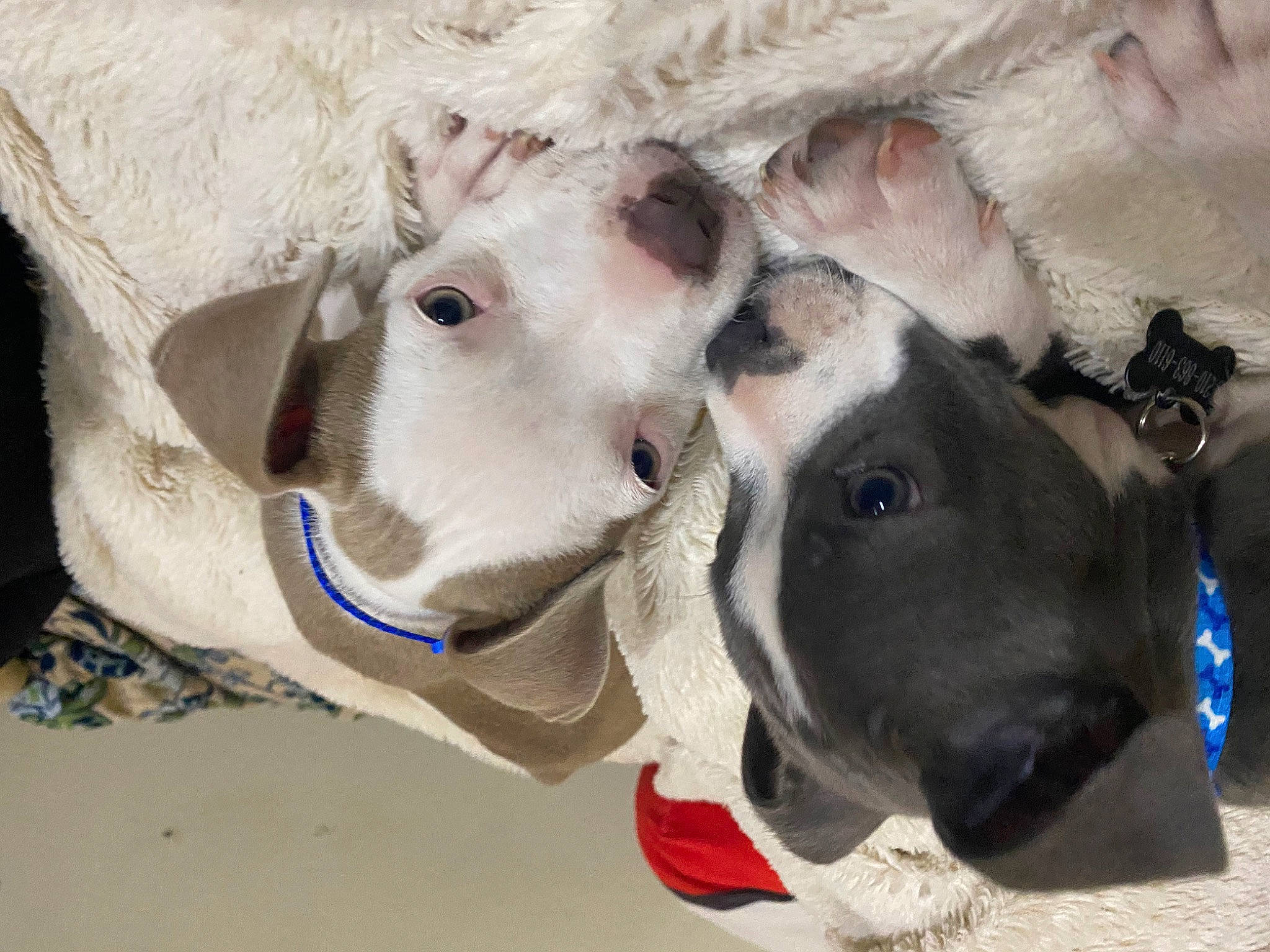 Lilo And Stitch joined the competition — help win amazing prizes! bovine, canidae, dog_breed, fawn, mammal, non_sporting_group, snout