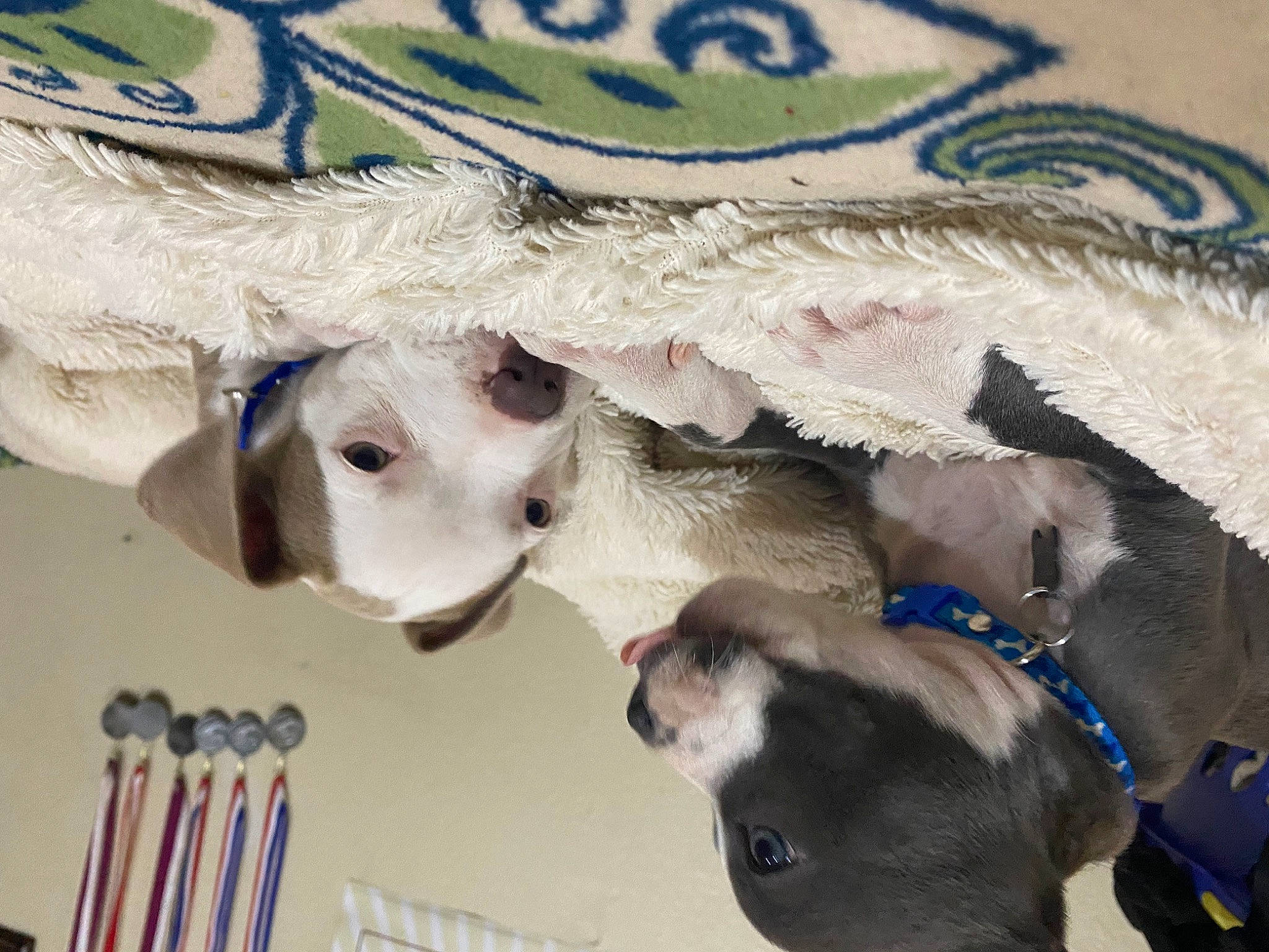 Lilo And Stitch joined the competition — help win amazing prizes! canidae, carnivore, dog, dog_breed, fawn, puppy, snout, sporting_group