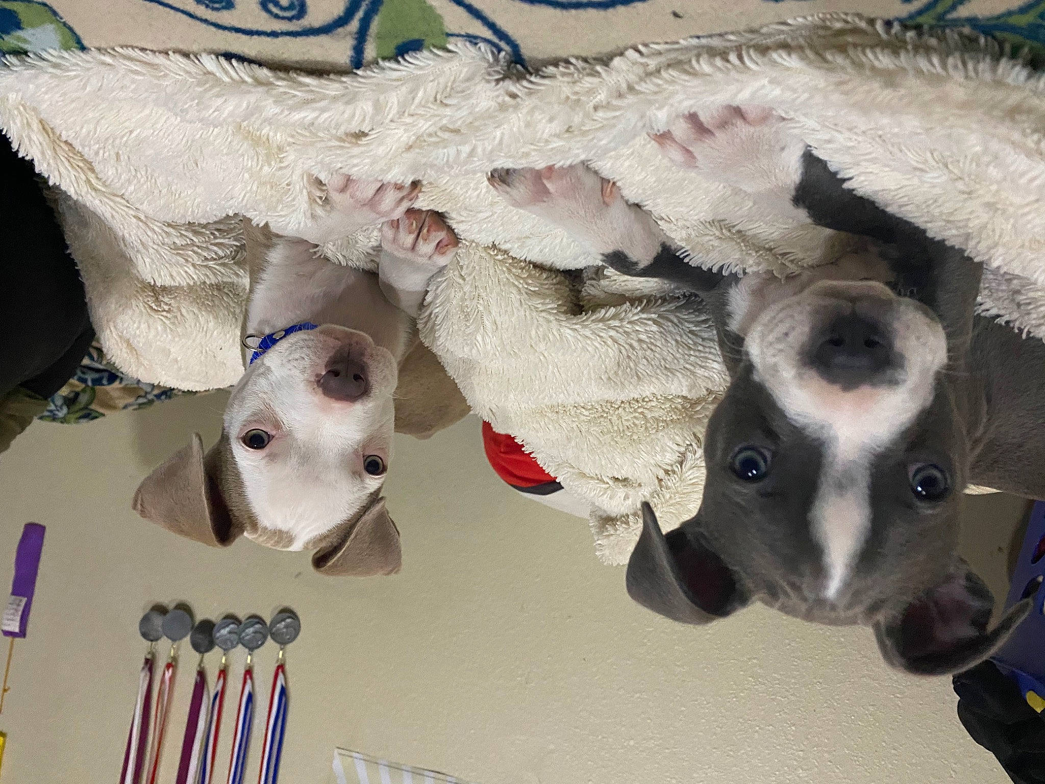 Lilo And Stitch joined the competition — help win amazing prizes! canidae, carnivore, dog, dog_breed, fawn, galgo_espanol, greyhound, italian_greyhound, non_sporting_group, snout, whippet