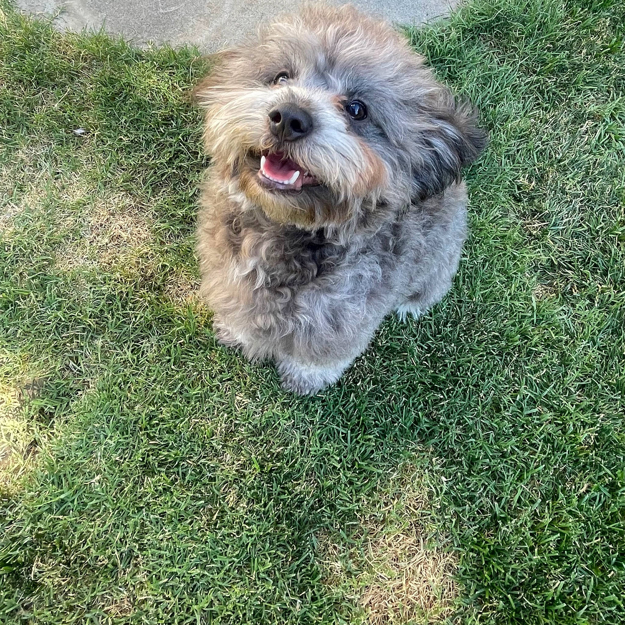 Koda is registered to the contest to win money with this photo: carnivore, collar, companion_dog, dog, dog_breed, grass, groundcover, non_sporting_group, plant, shih_poo, small_terrier, terrier, toy_dog, water_dog